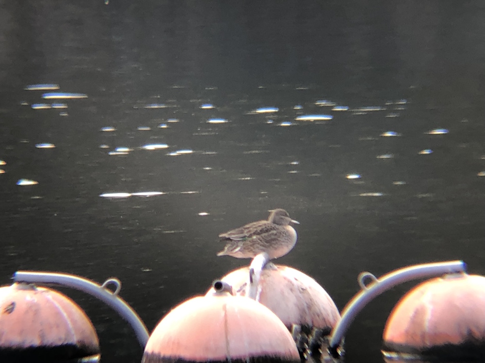 コガモ 役戸二ツ池親水公園 高松市牟礼町 ２月撮影