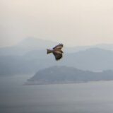 野鳥の森 トンビ 庵治町