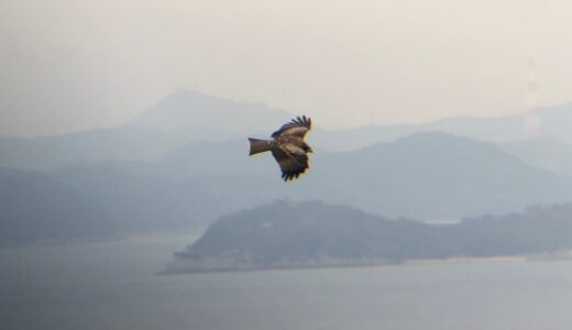 野鳥の森 トンビ 庵治町