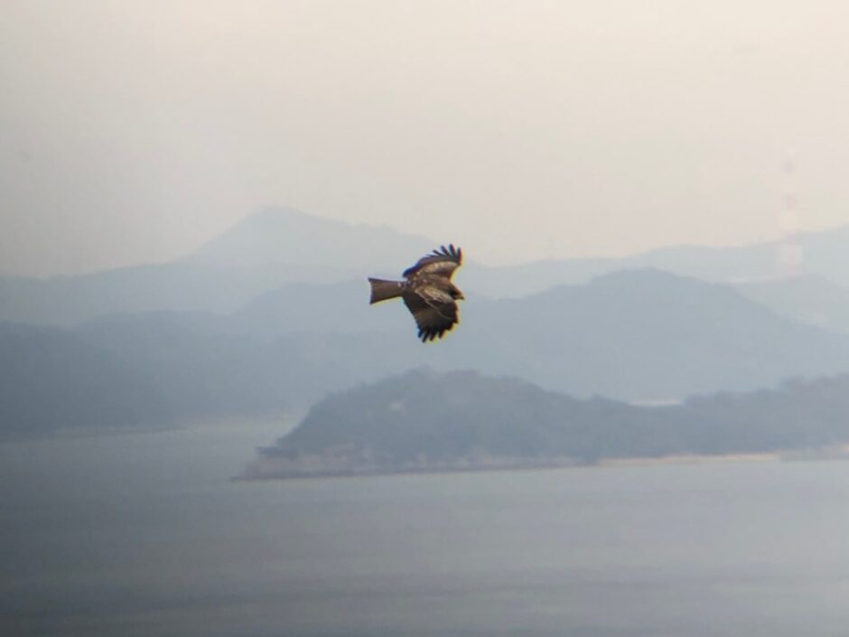 野鳥の森 トンビ 庵治町