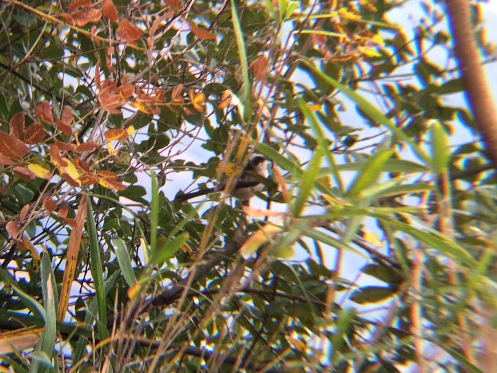 エナガ 庵治町 野鳥の森 12月撮影