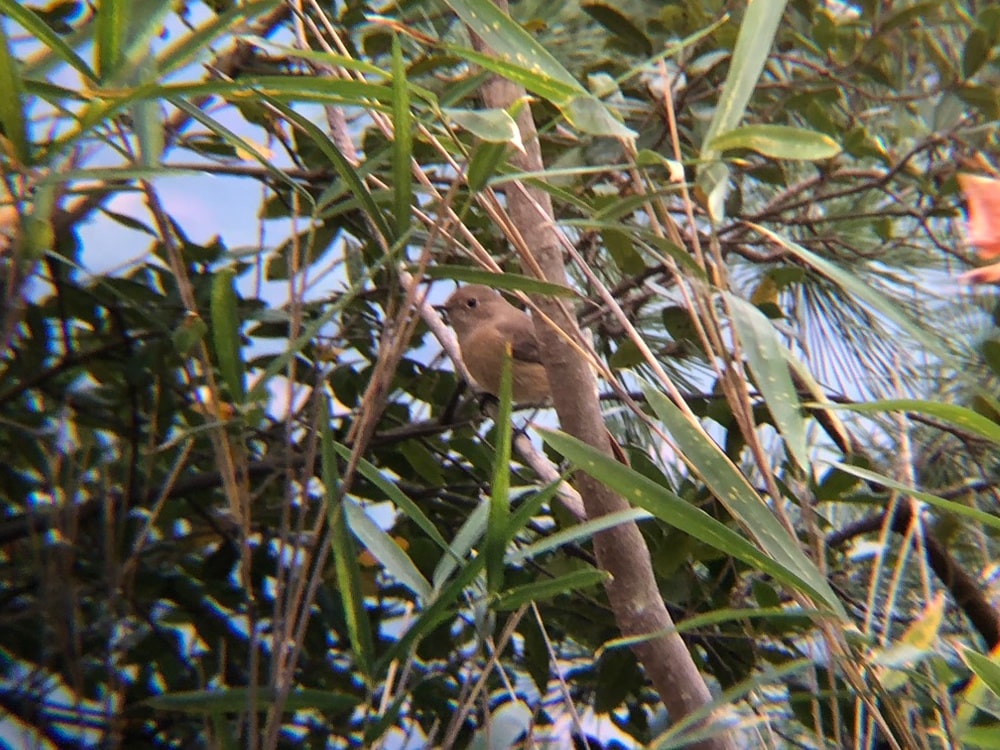 庵治町 ジョウビタキのメス