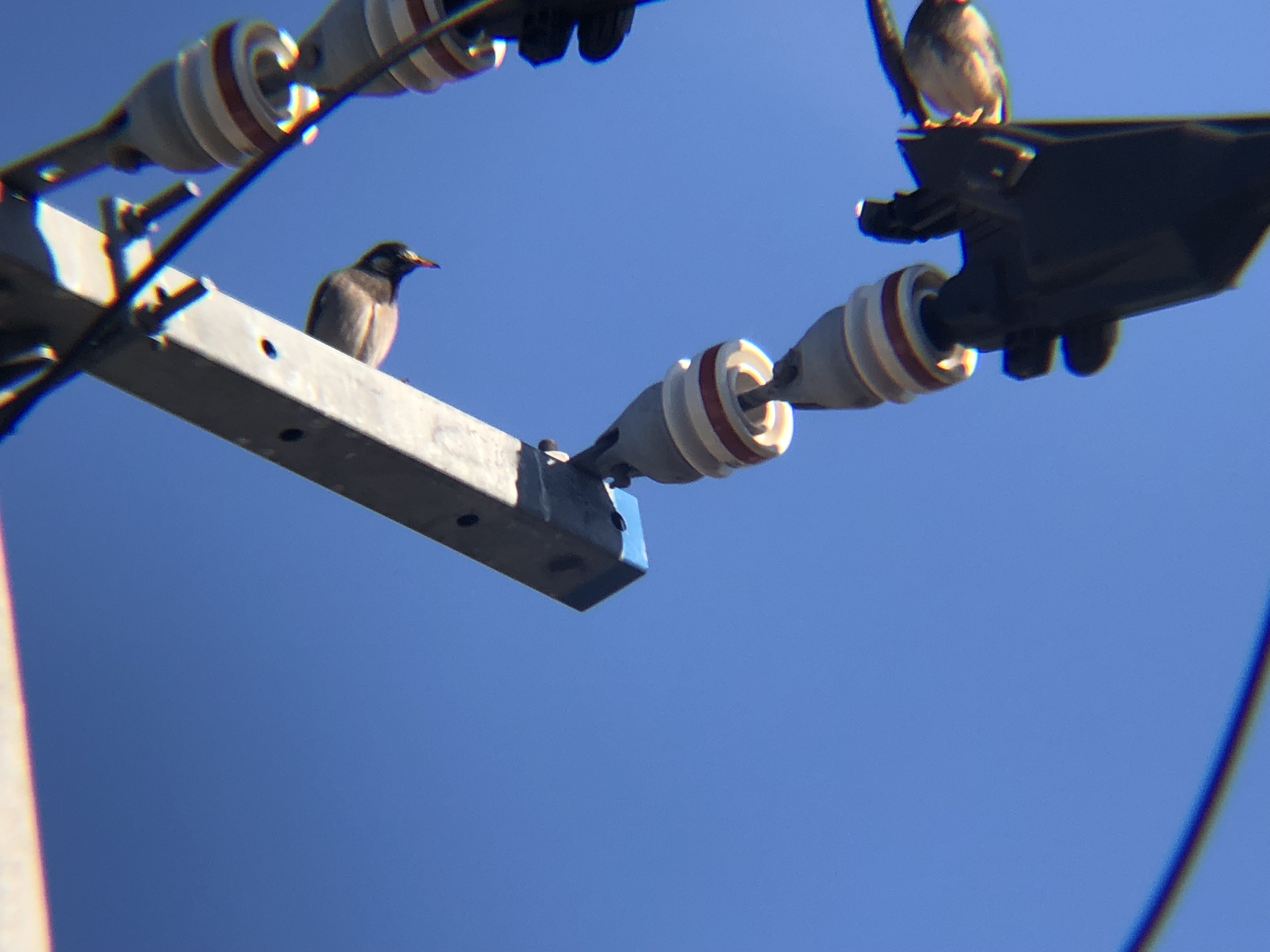 ムクドリ 高松市屋島東町海岸 2月