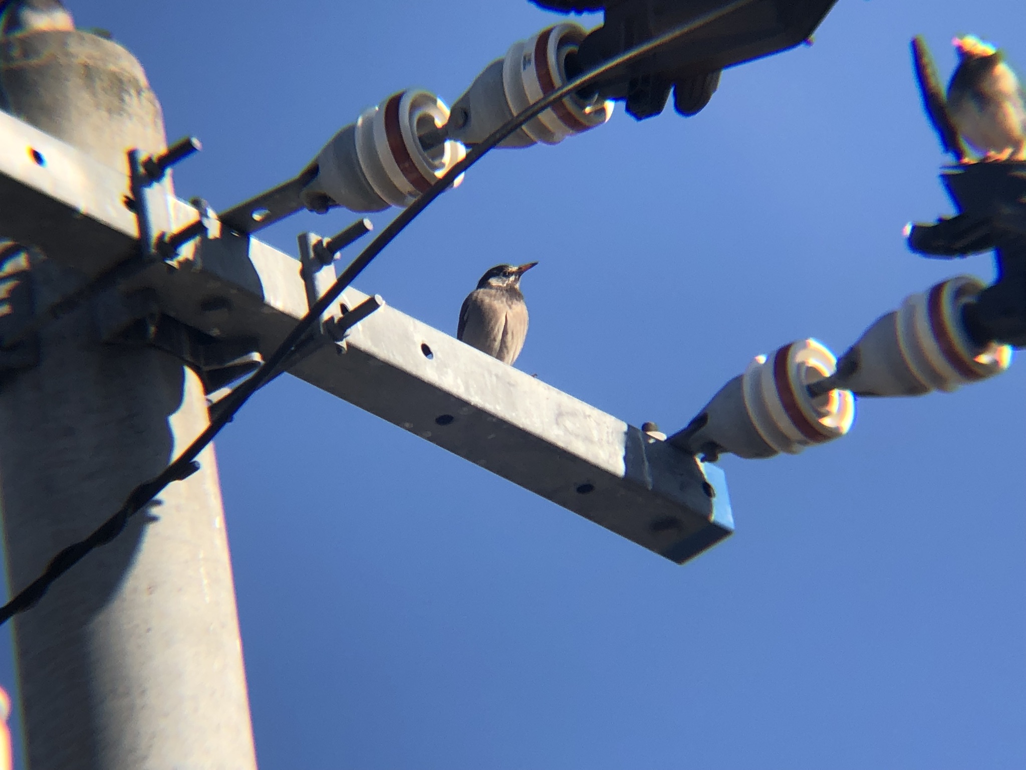 ムクドリ 高松市屋島東町海岸 2月