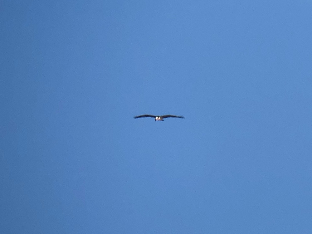 ミサゴ 高松市屋島東町 原 海岸 2月