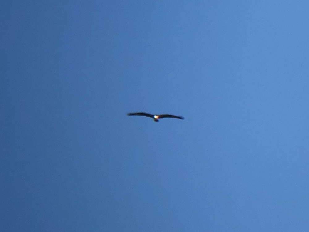 ミサゴ 高松市屋島東町 原 海岸 2月