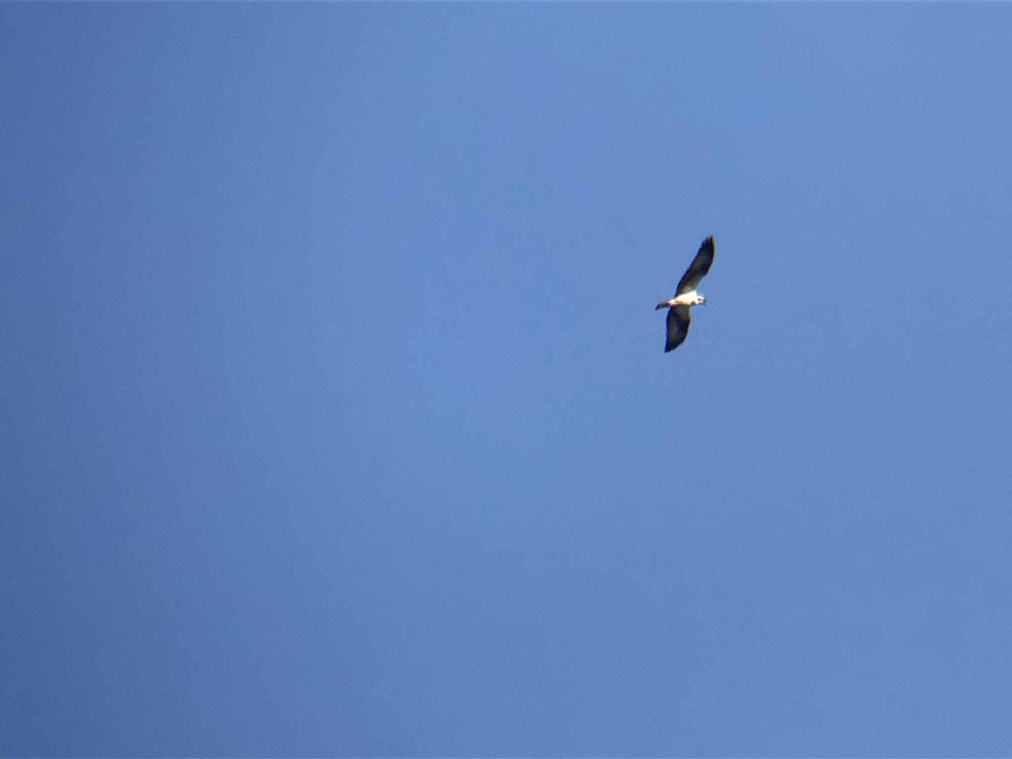 ミサゴ 高松市屋島東町 原 海岸 2月
