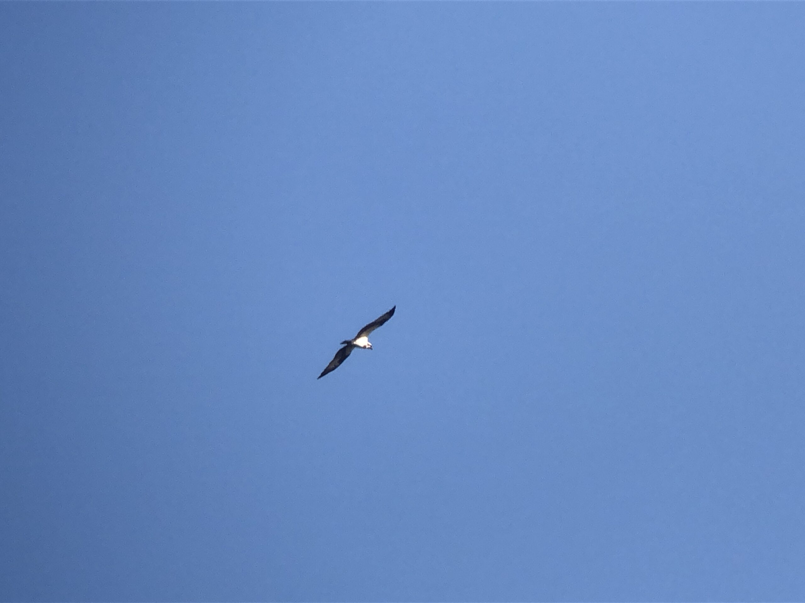 ミサゴ 高松市屋島東町 原 海岸 2月
