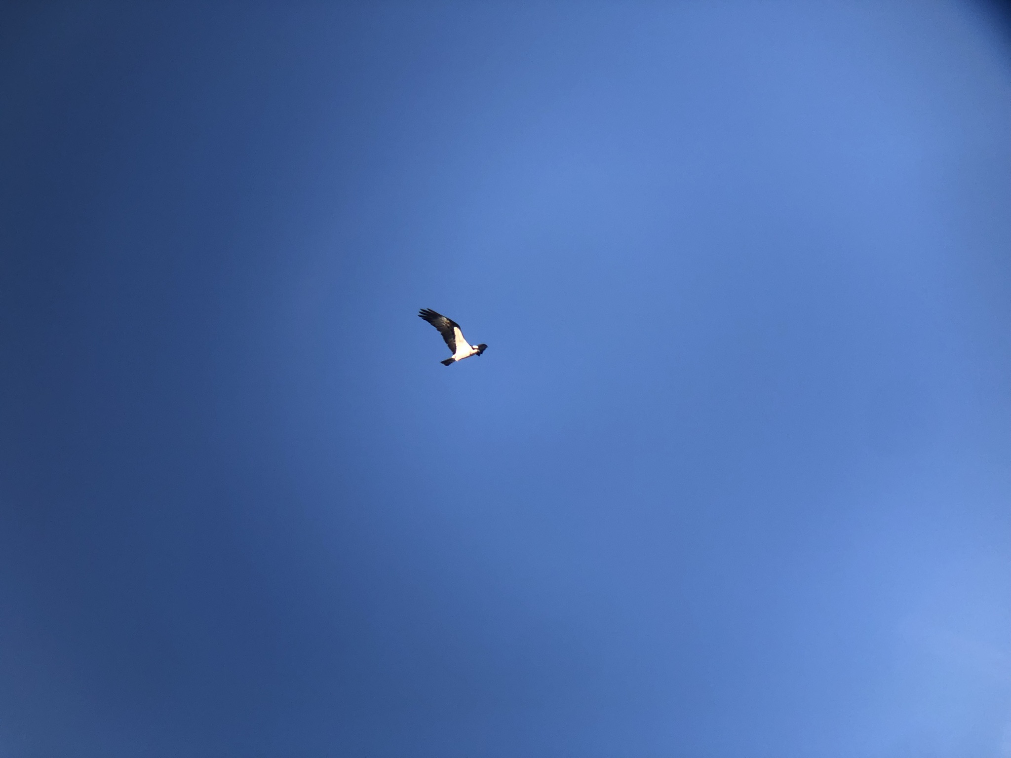 ミサゴ 高松市屋島東町 原 海岸 2月