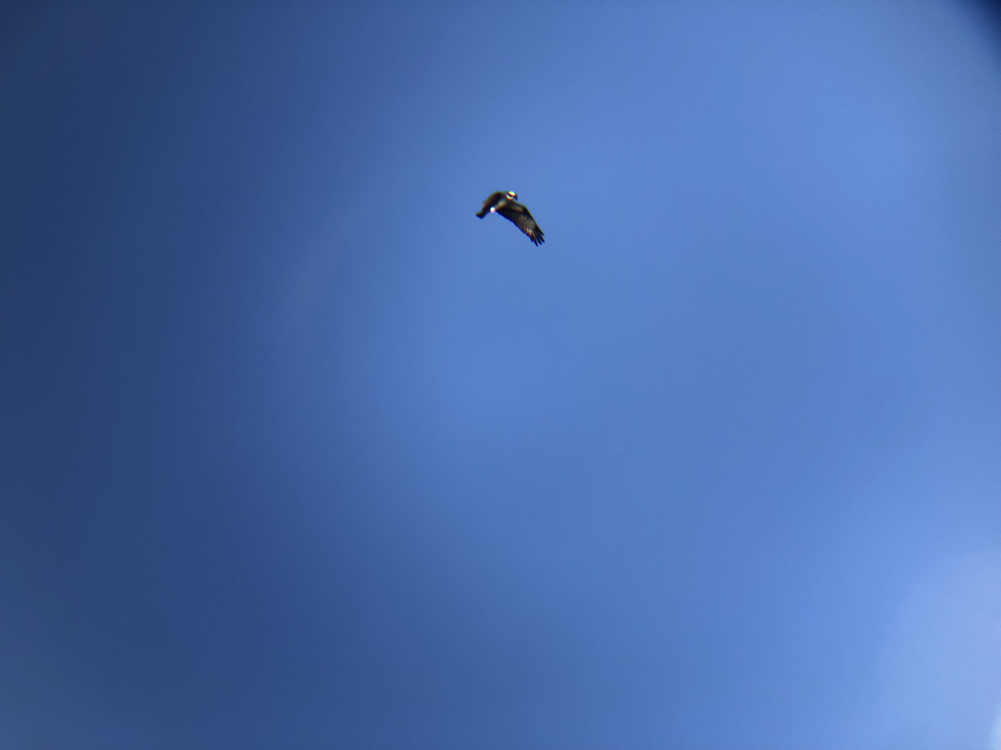 ミサゴ 高松市屋島東町 原 海岸 2月