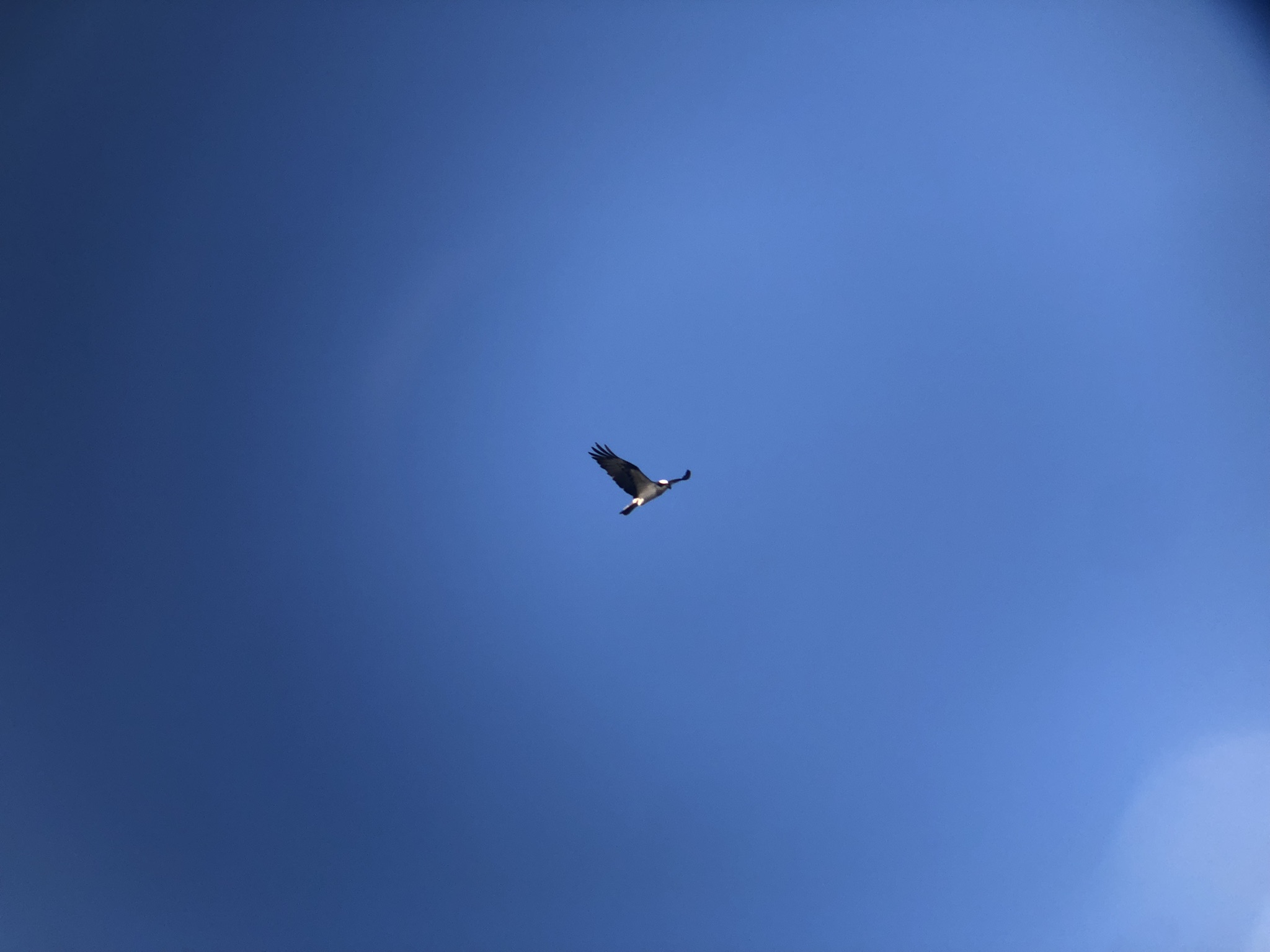 ミサゴ 高松市屋島東町 原 海岸 2月