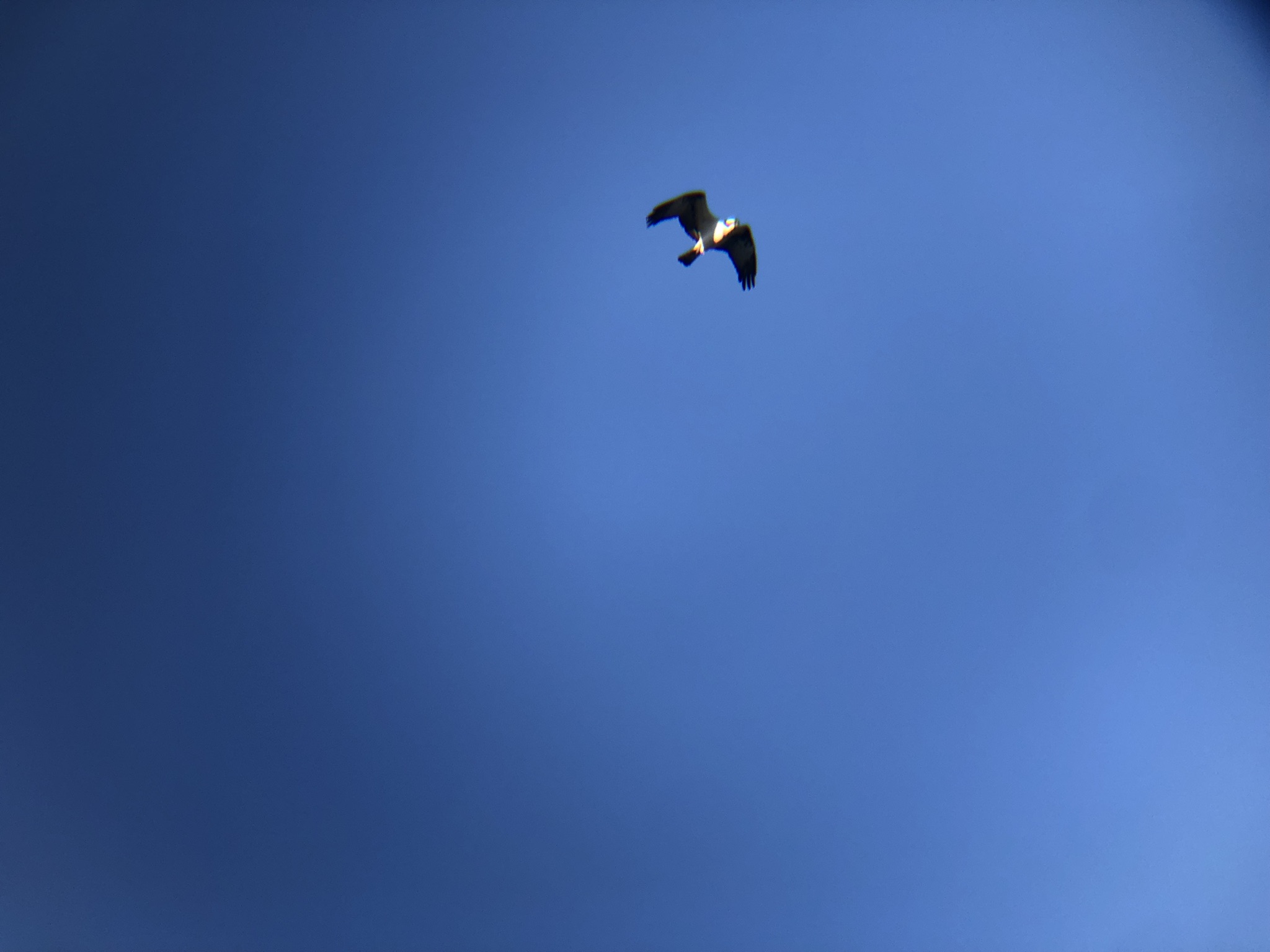 ミサゴ 高松市屋島東町 原 海岸 2月