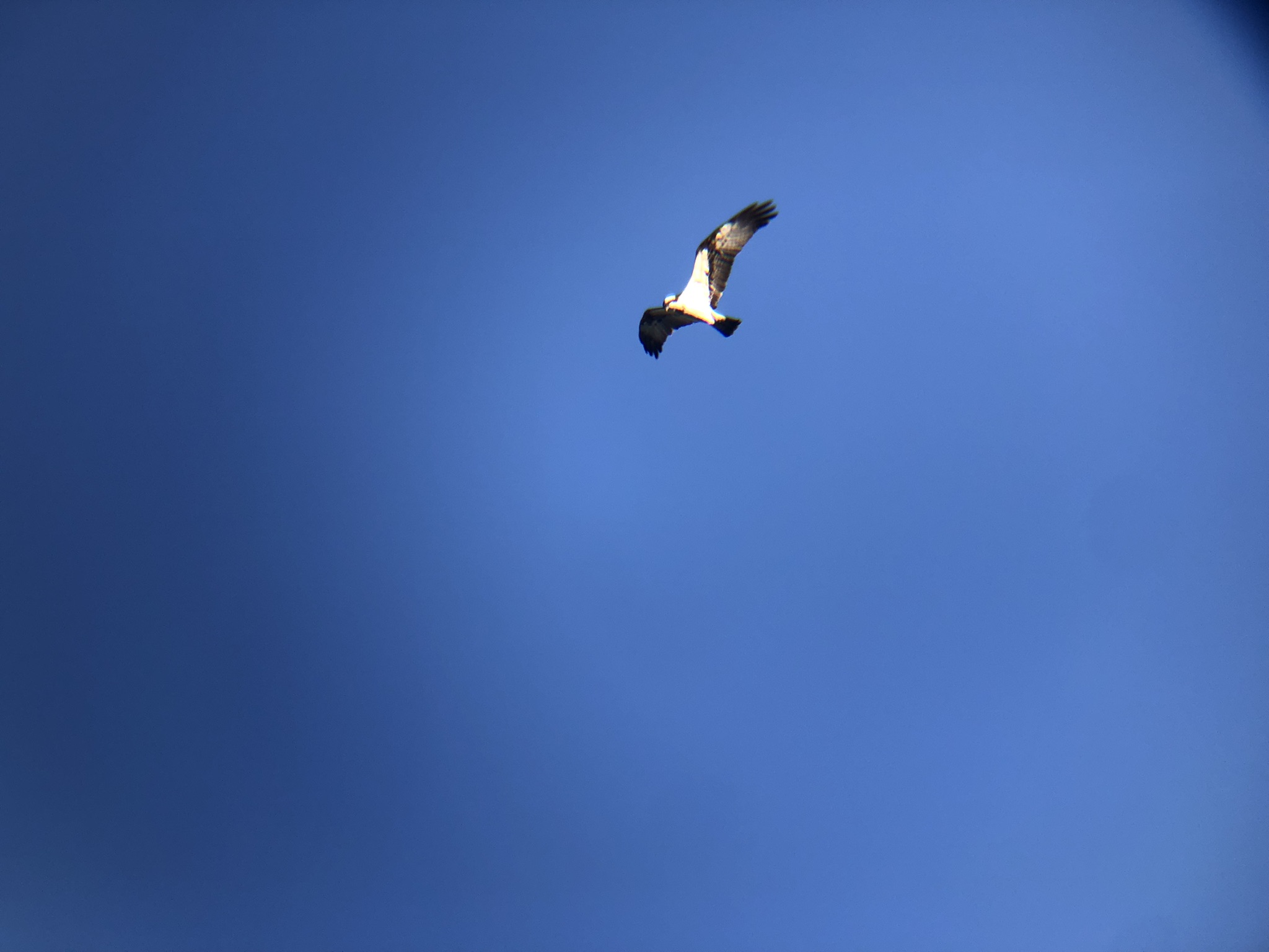 ミサゴ 高松市屋島東町 原 海岸 2月