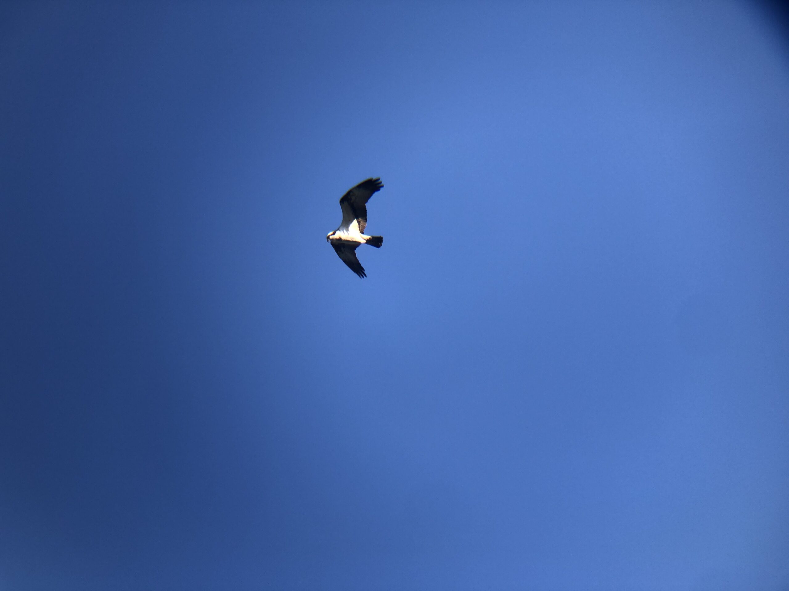 ミサゴ 高松市屋島東町 原 海岸 2月