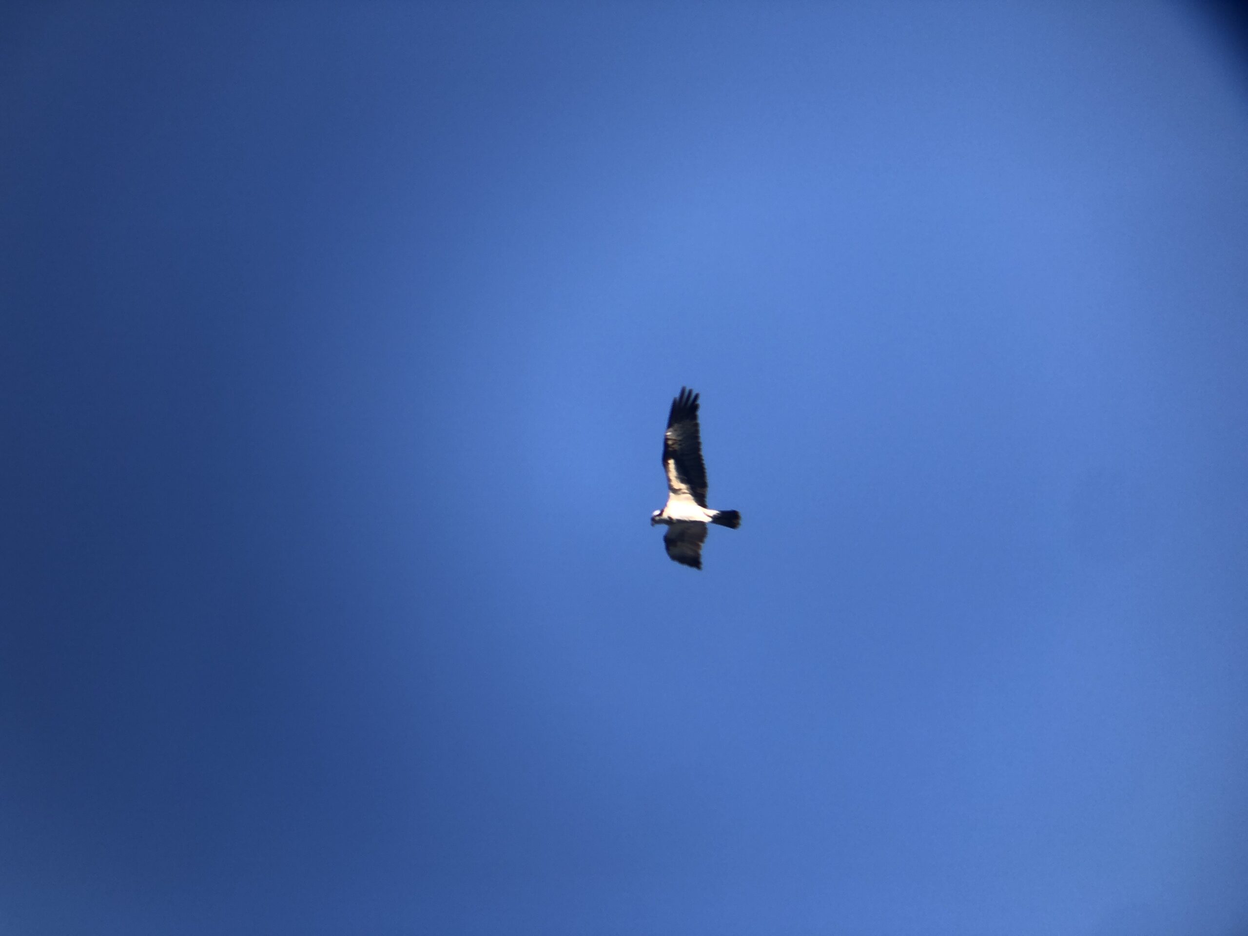 ミサゴ 高松市屋島東町 原 海岸 2月