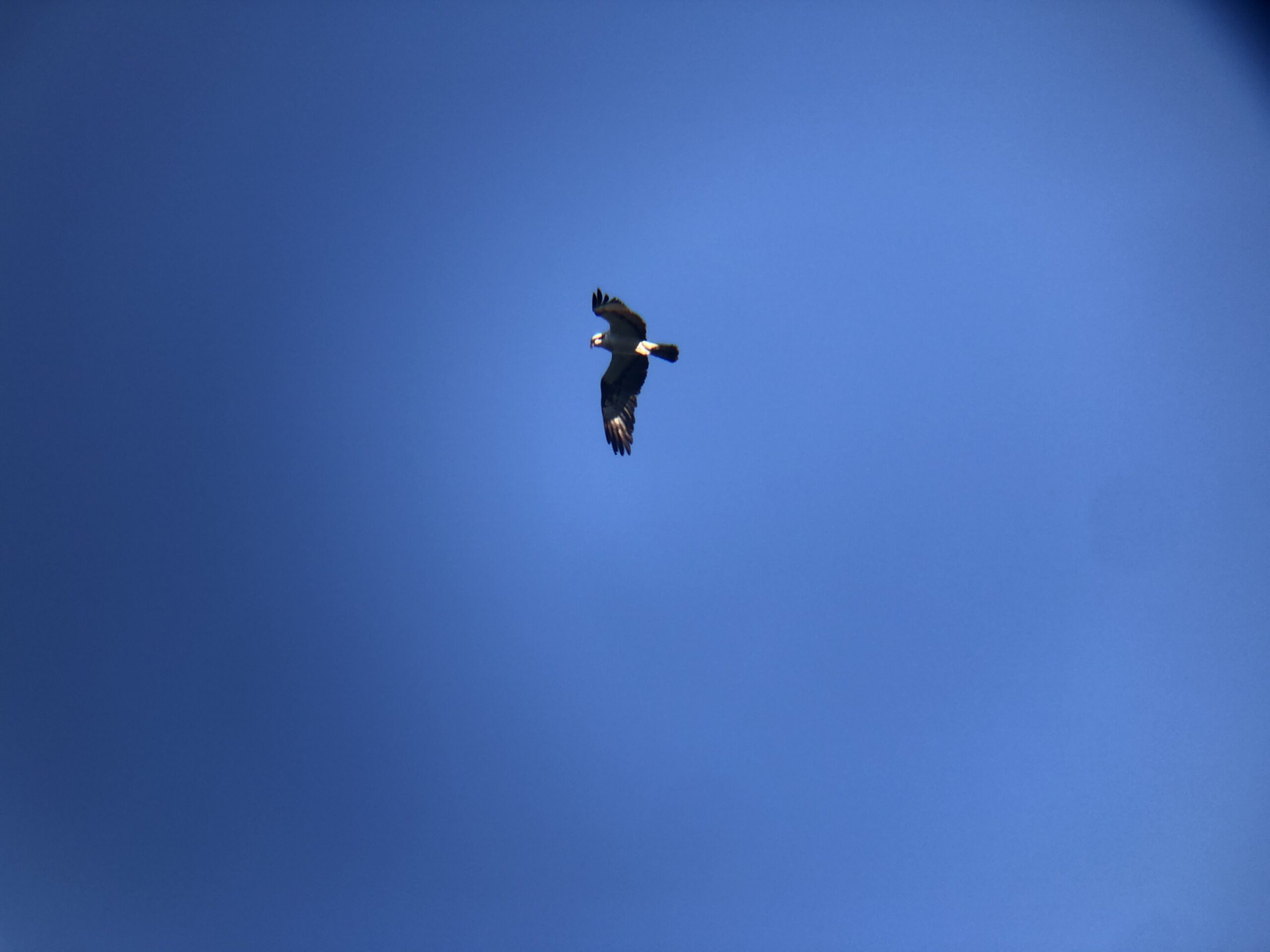 ミサゴ 高松市屋島東町 原 海岸 2月