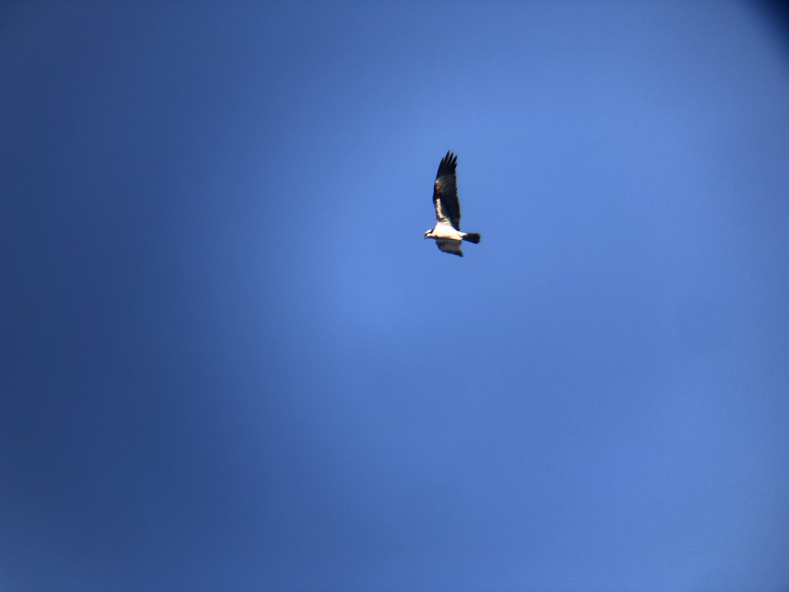 ミサゴ 高松市屋島東町 原 海岸 2月