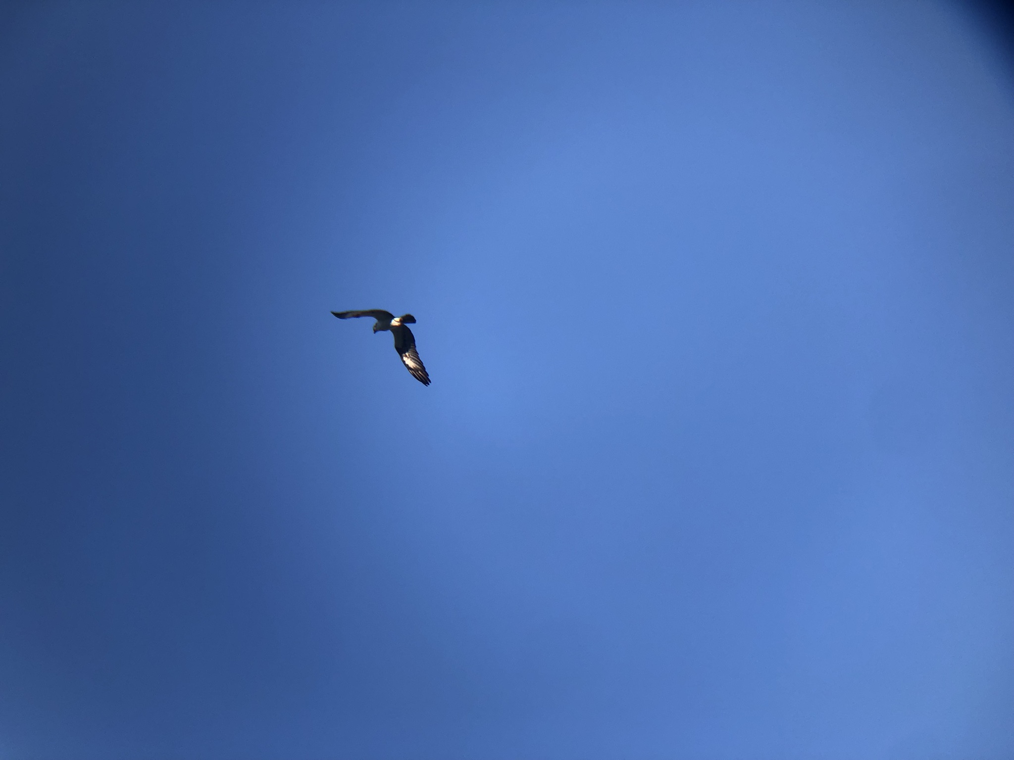 ミサゴ 高松市屋島東町 原 海岸 2月