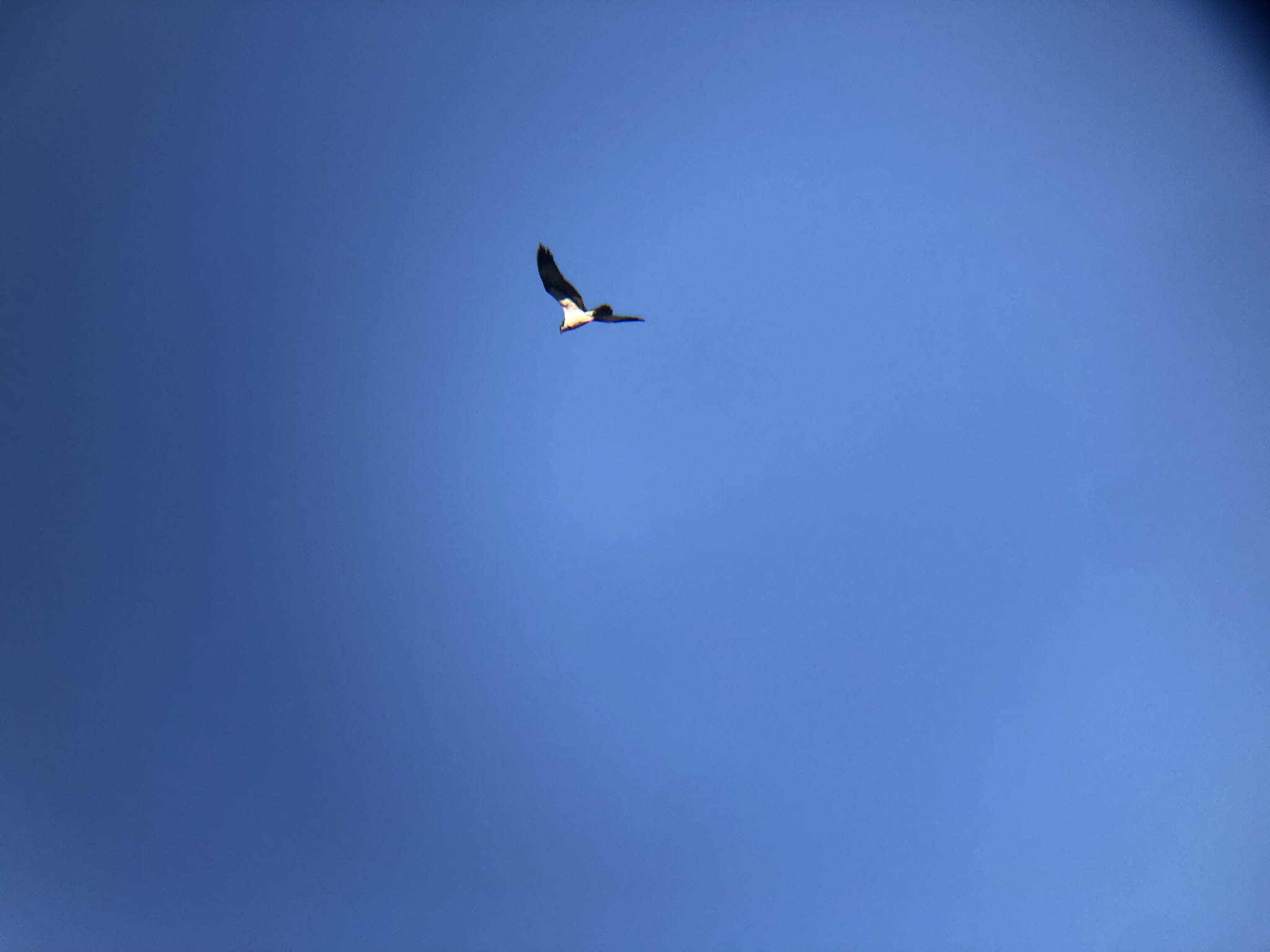 ミサゴ 高松市屋島東町 原 海岸 2月