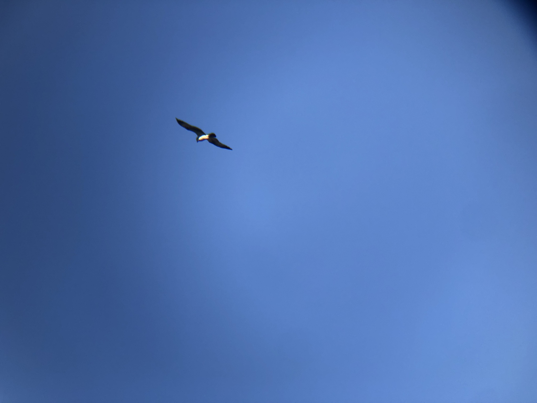 ミサゴ 高松市屋島東町 原 海岸 2月