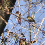 メジロ高松では冬春に観察しやすい
