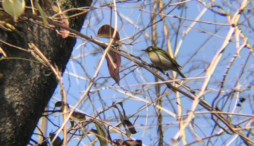 はじめての野鳥観察！冬に身近に観察できる高松市の野鳥たち