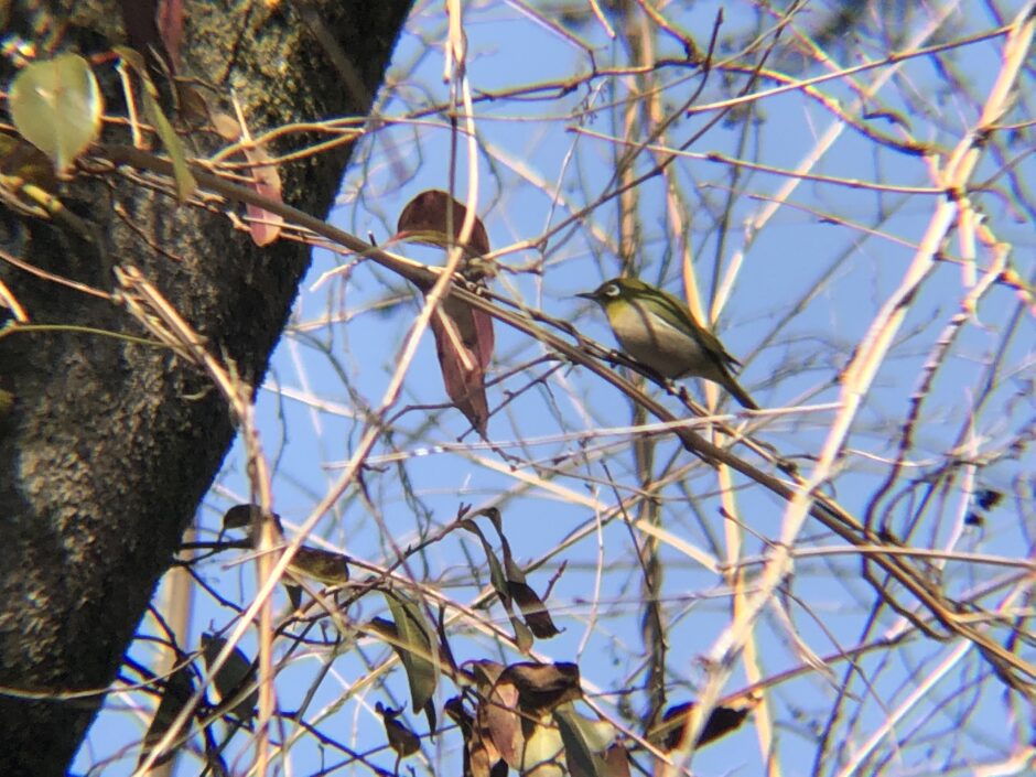 メジロ高松では冬春に観察しやすい