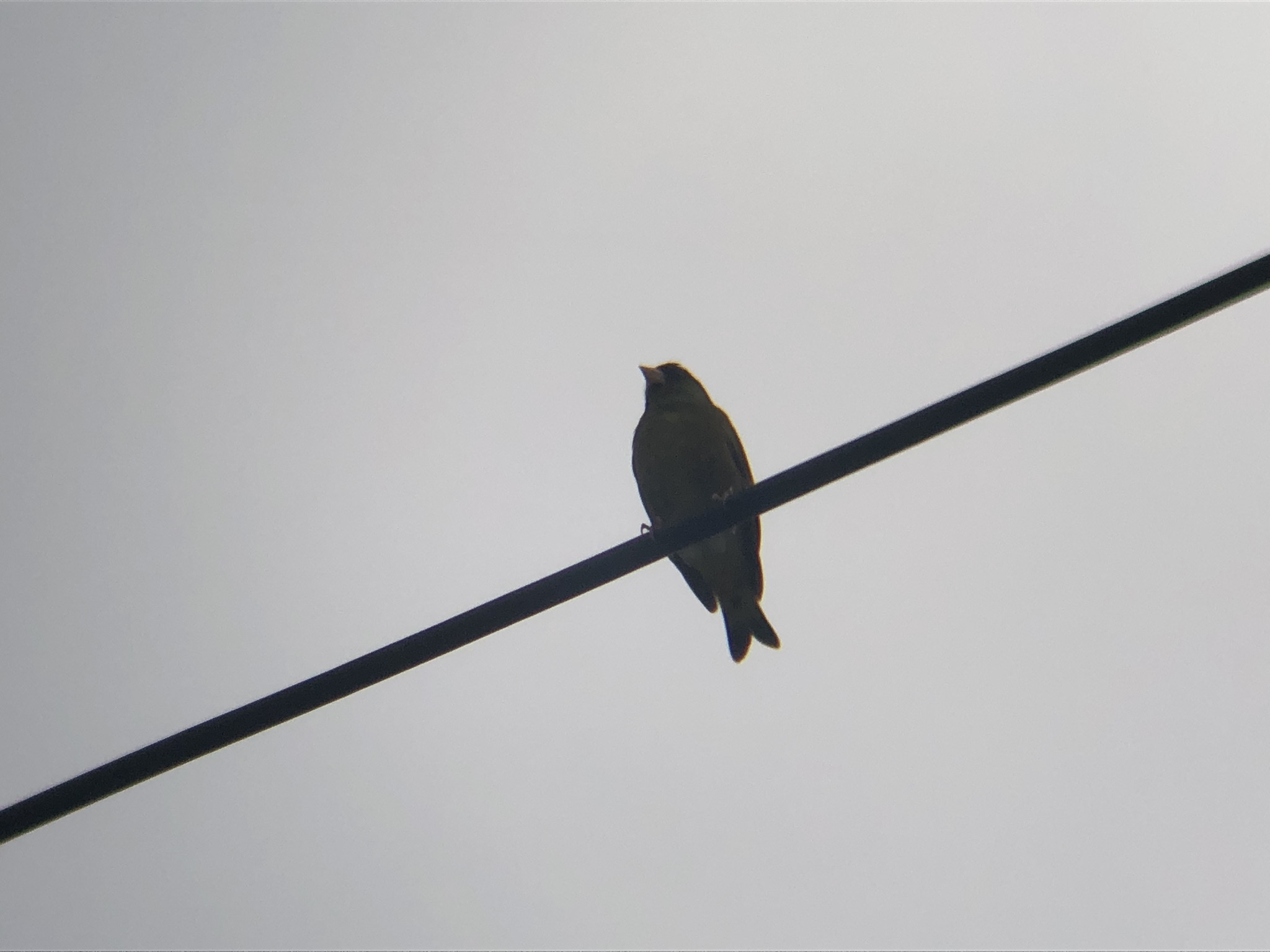 電線にカワラヒワ