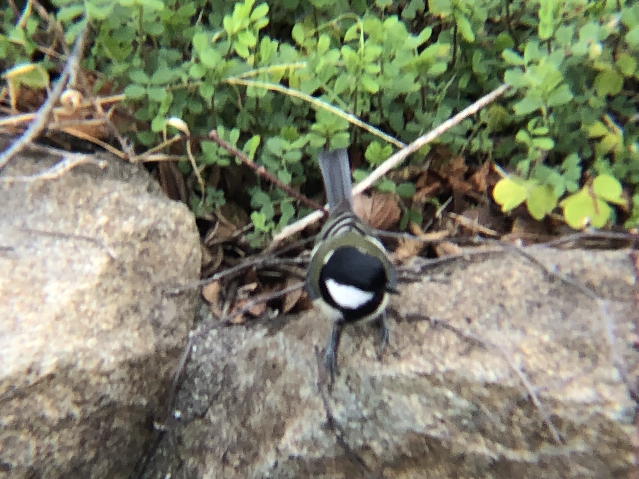 シジュウカラ 高松市牟礼町 2月撮影