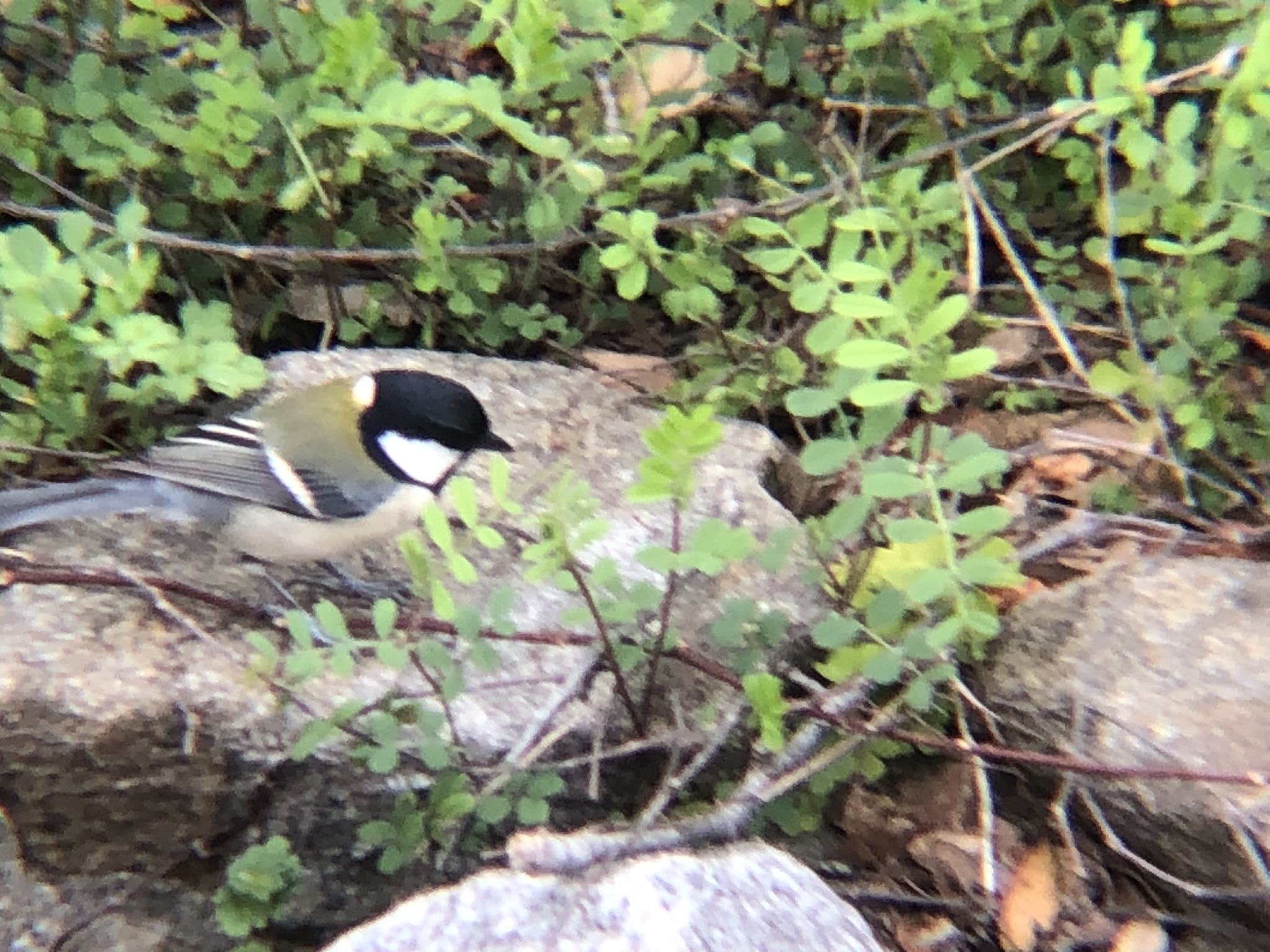 シジュウカラ 高松市牟礼町 2月撮影