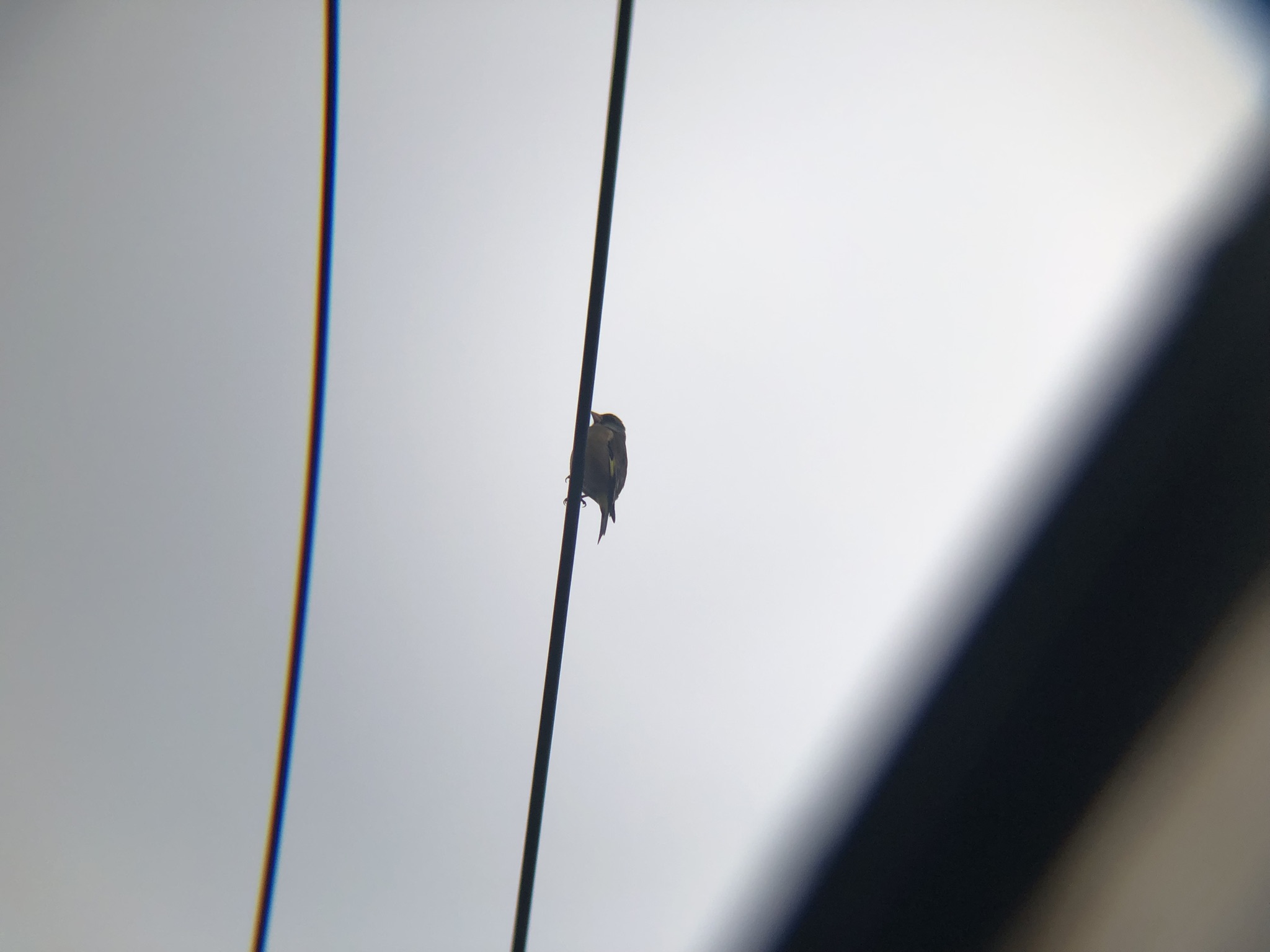 電線にカワラヒワ