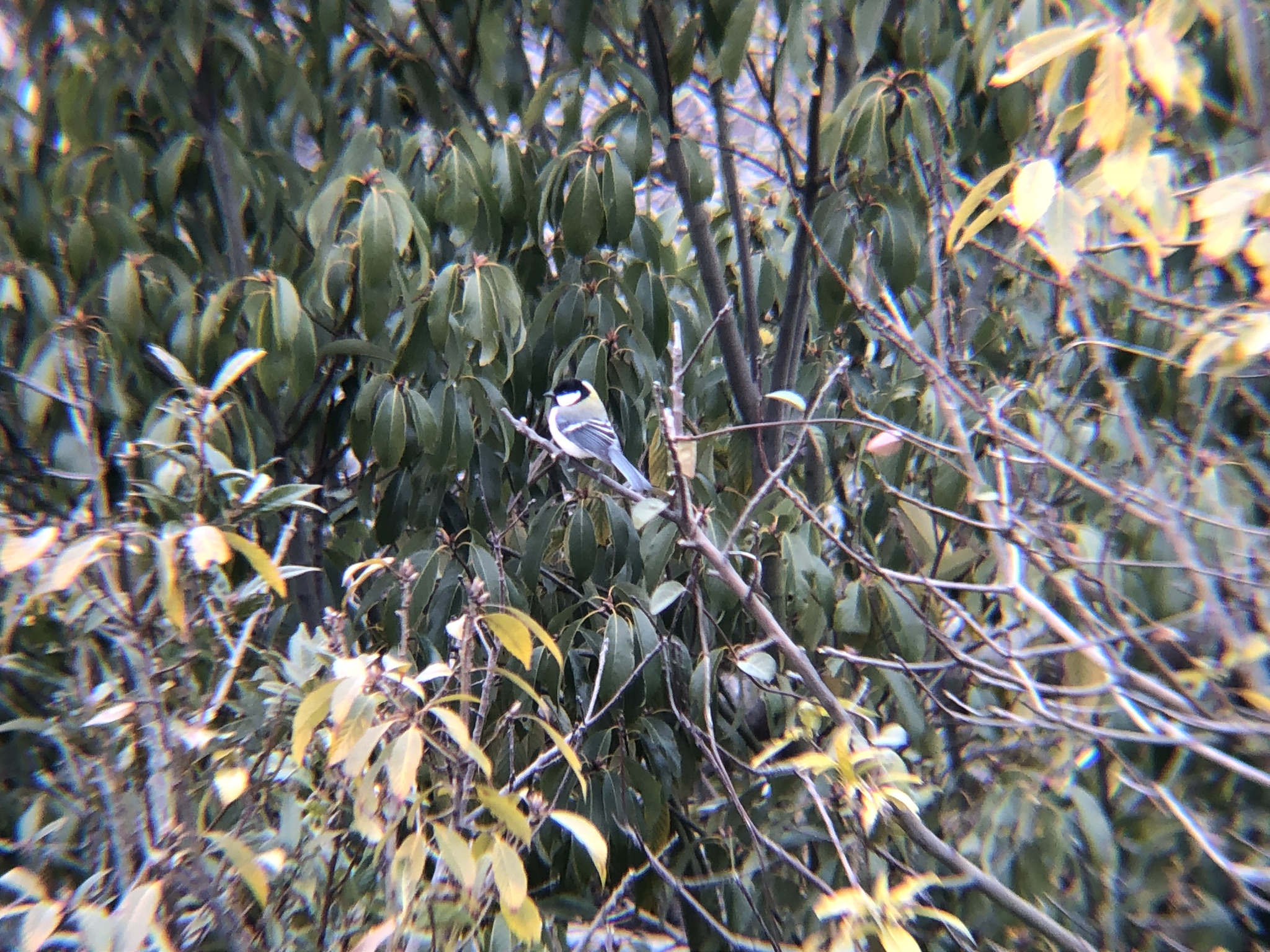 シジュウカラ 高松市牟礼町 2月撮影