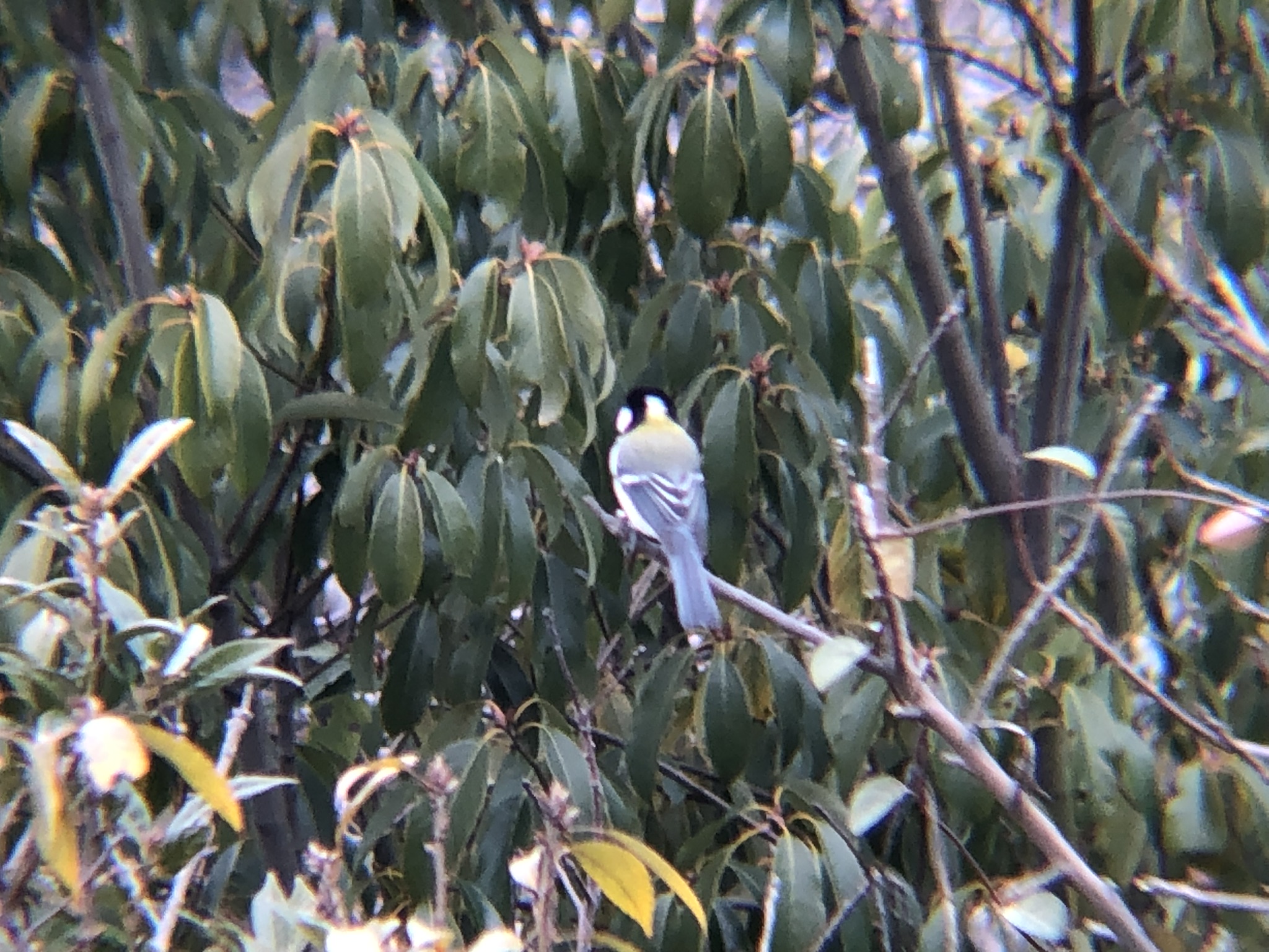 シジュウカラ 高松市牟礼町 2月撮影