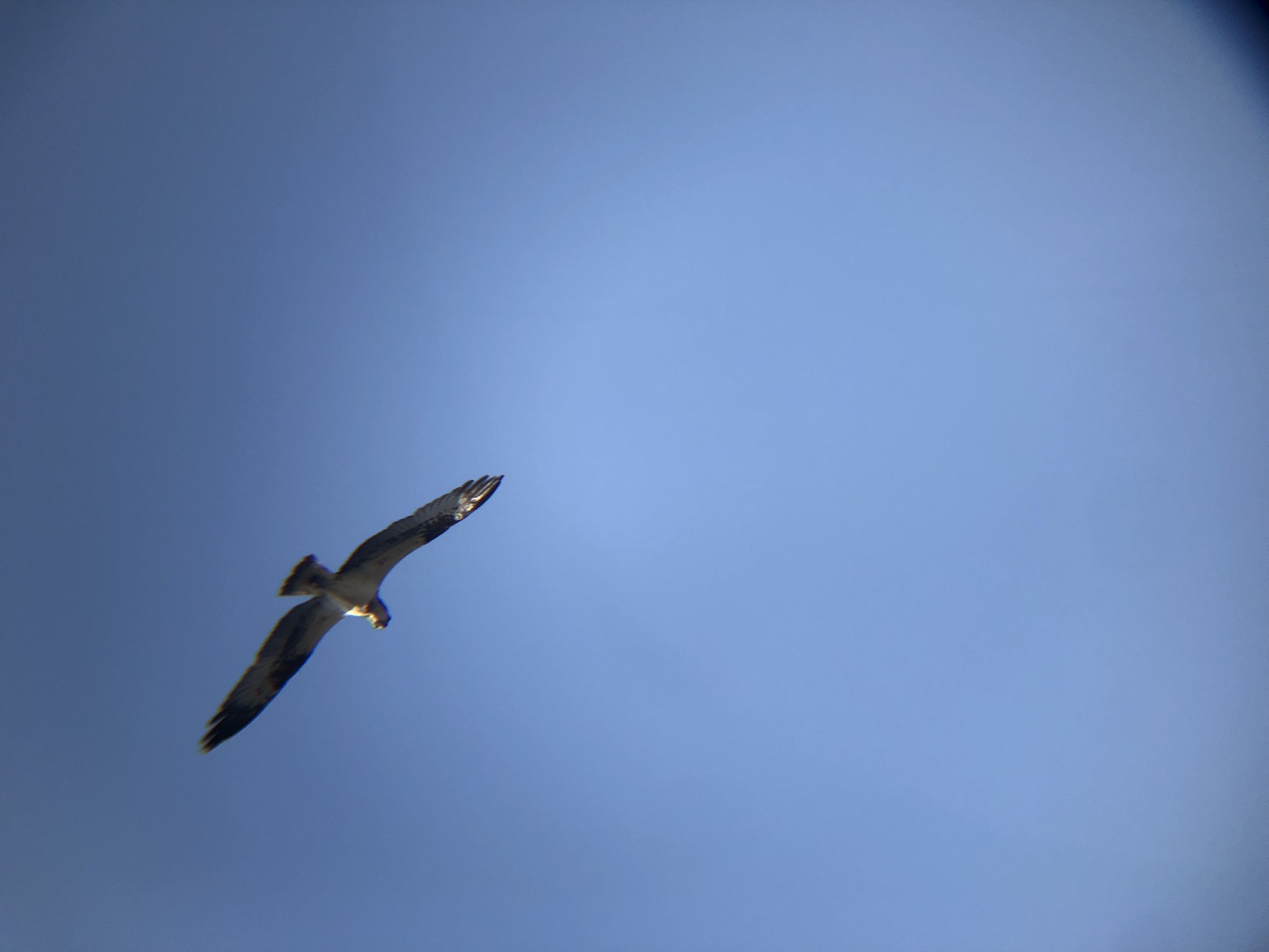 ミサゴ 高松市牟礼町 八栗河口 2月