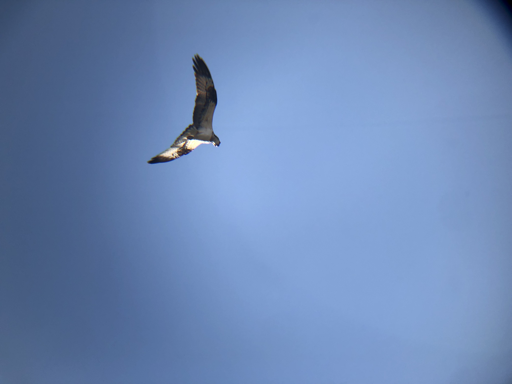 ミサゴ 高松市牟礼町 八栗河口 2月