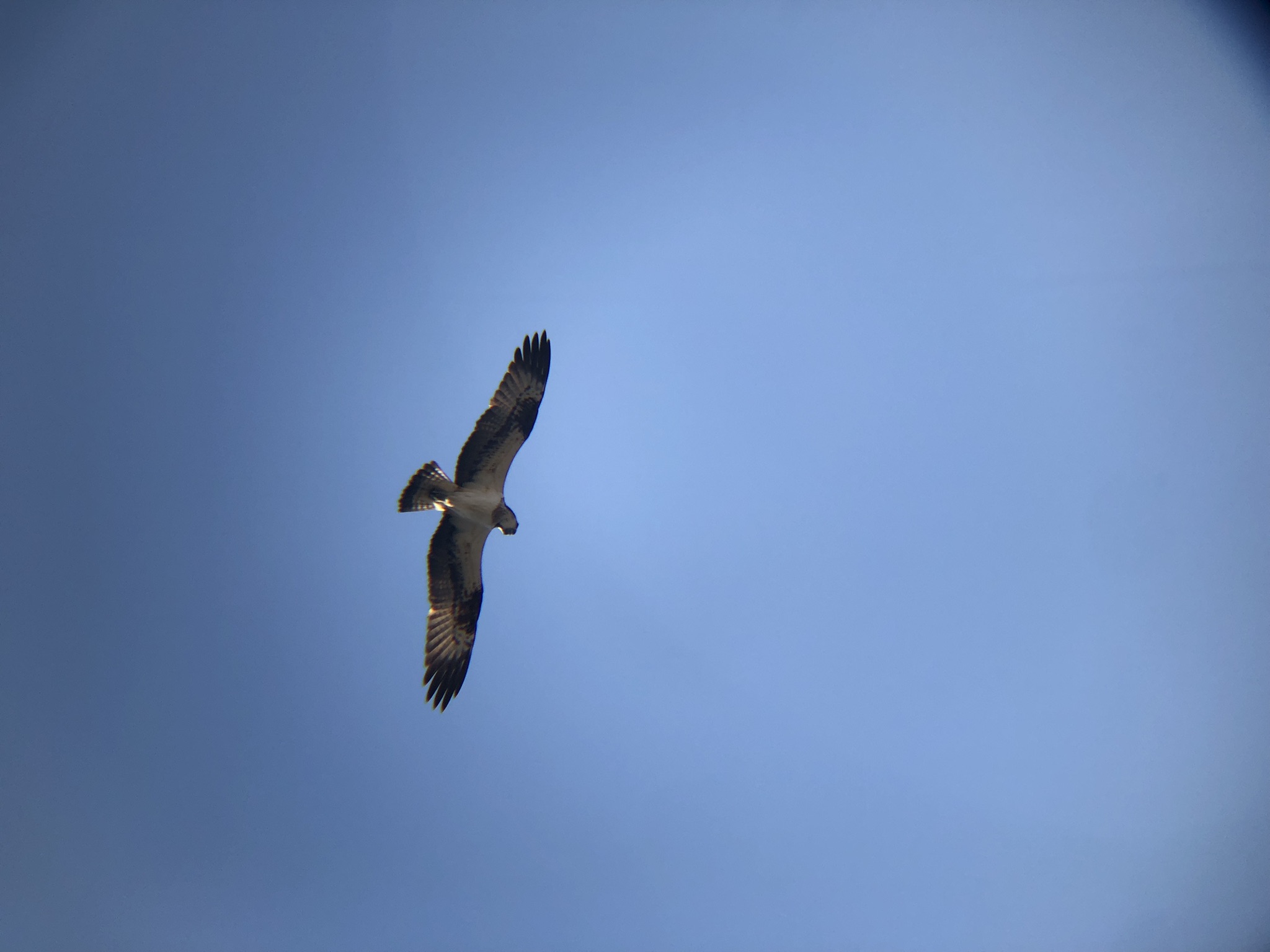 ミサゴ 高松市牟礼町 八栗河口 2月