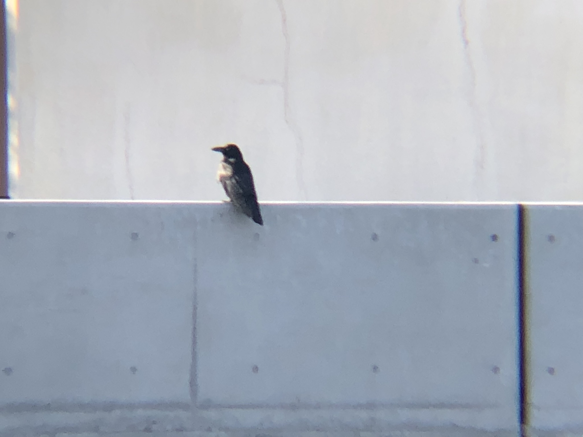 カラス 高松市牟礼町 八栗河口 2月撮影