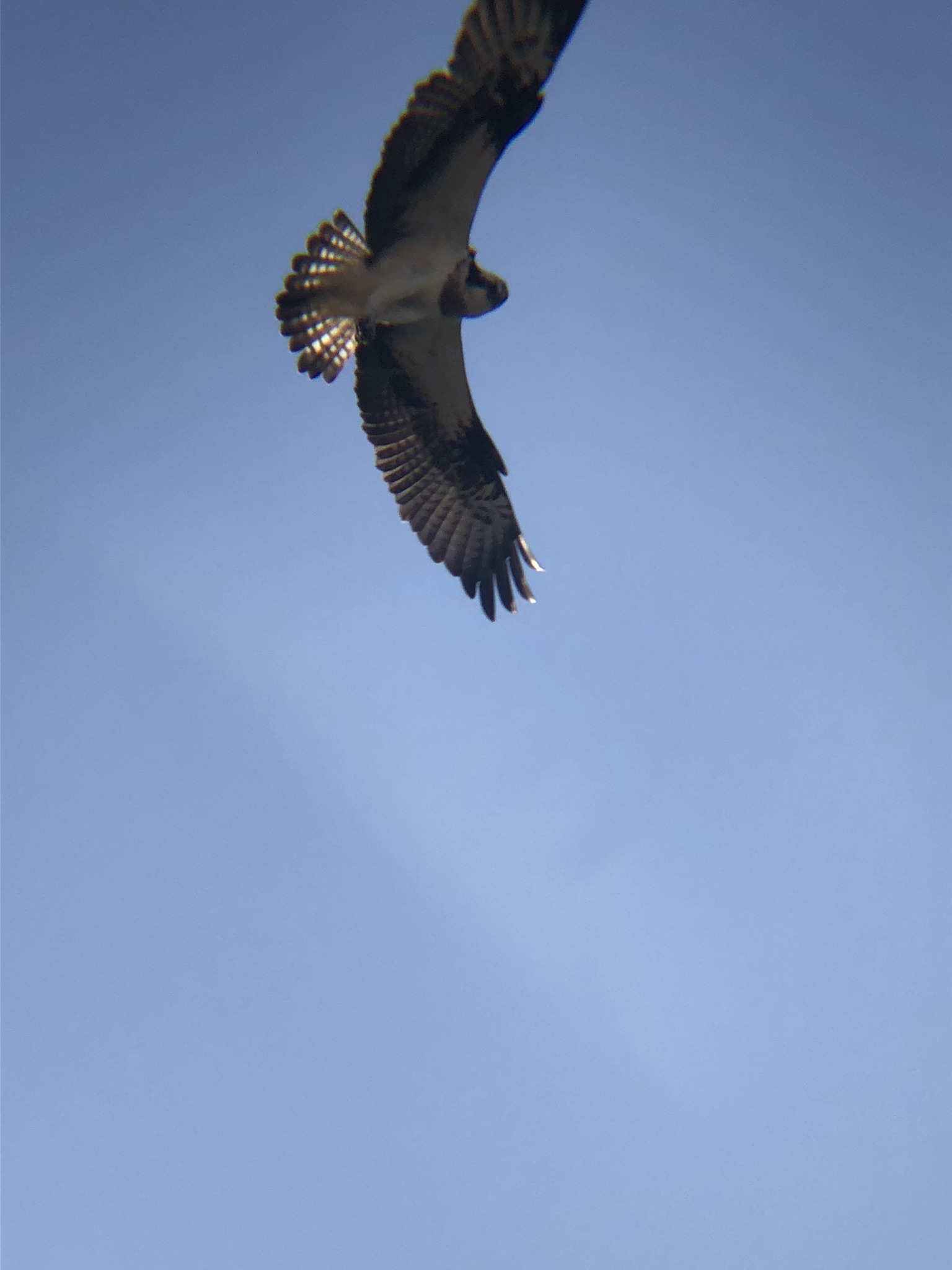 ミサゴ 高松市牟礼町 八栗河口 2月