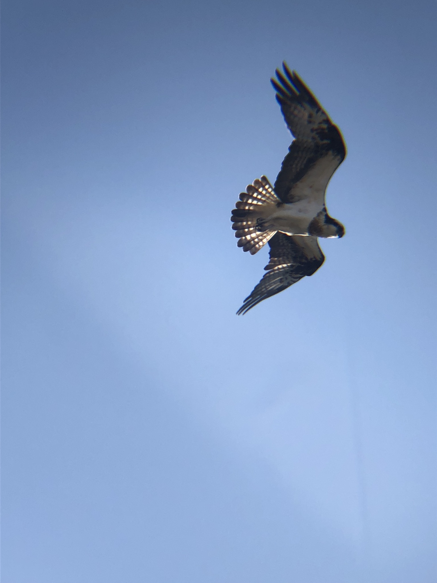 ミサゴ 高松市牟礼町 八栗河口 2月