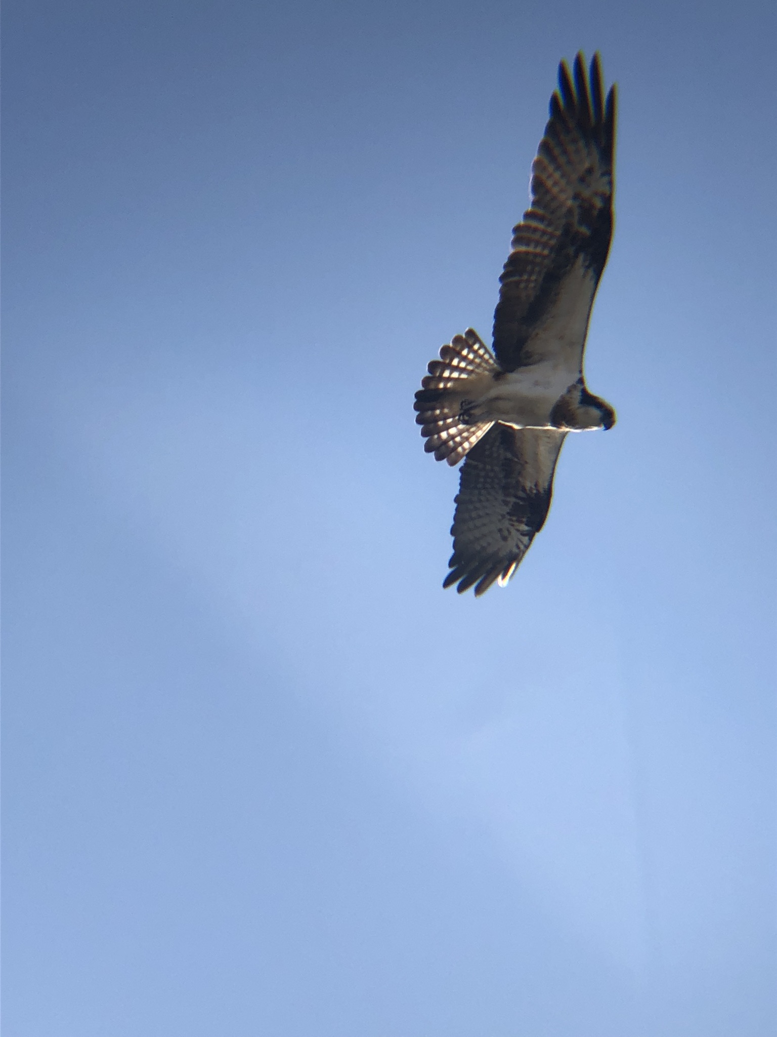 ミサゴ 高松市牟礼町 八栗河口 2月