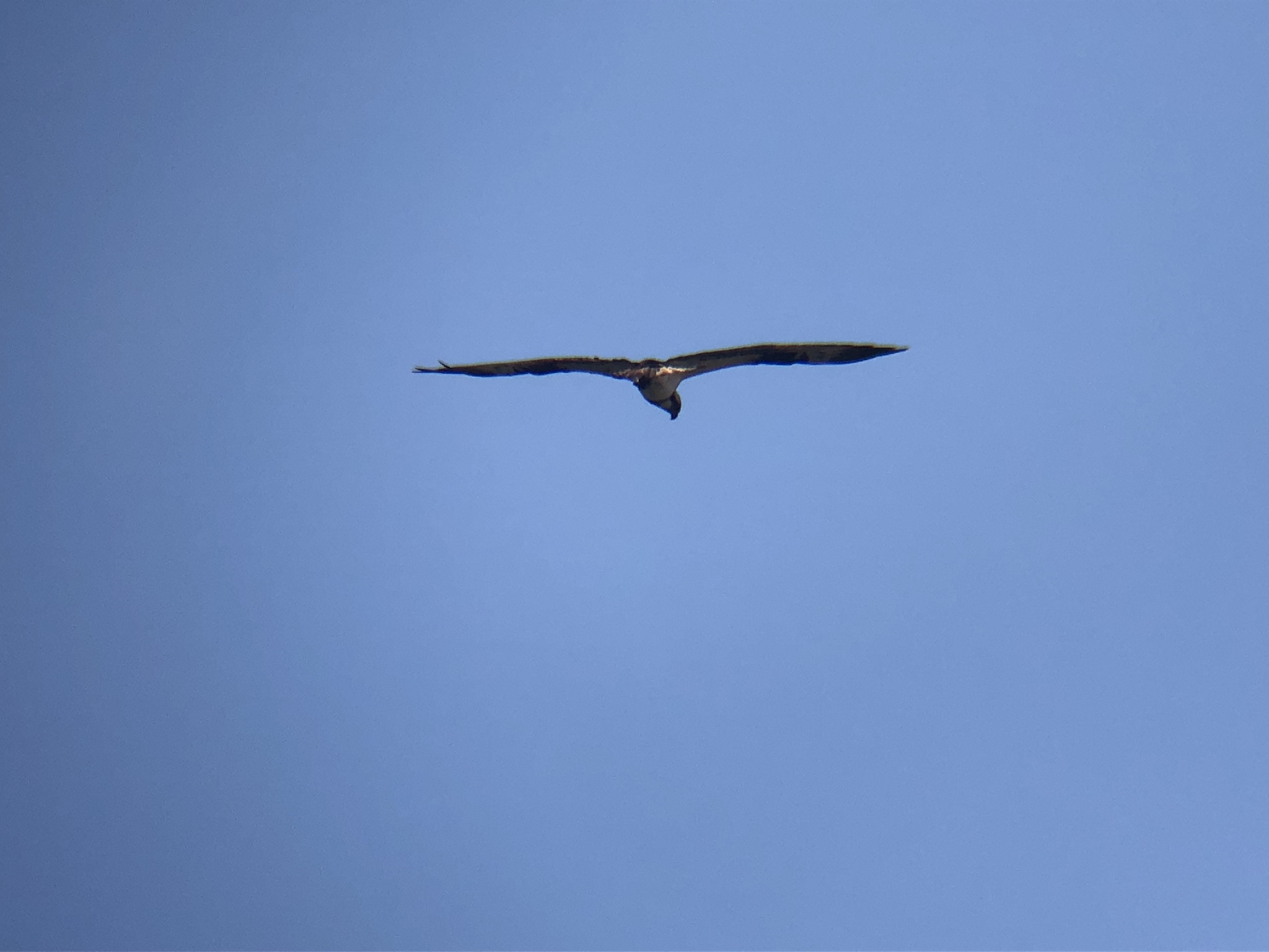 ミサゴ 高松市牟礼町 八栗河口 2月