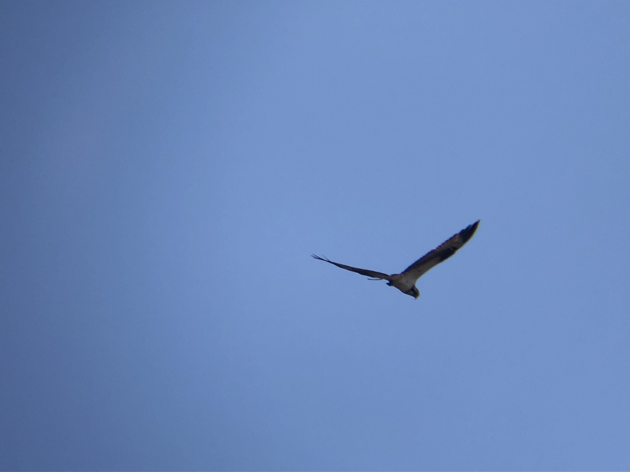 ミサゴ 高松市牟礼町 八栗河口 2月