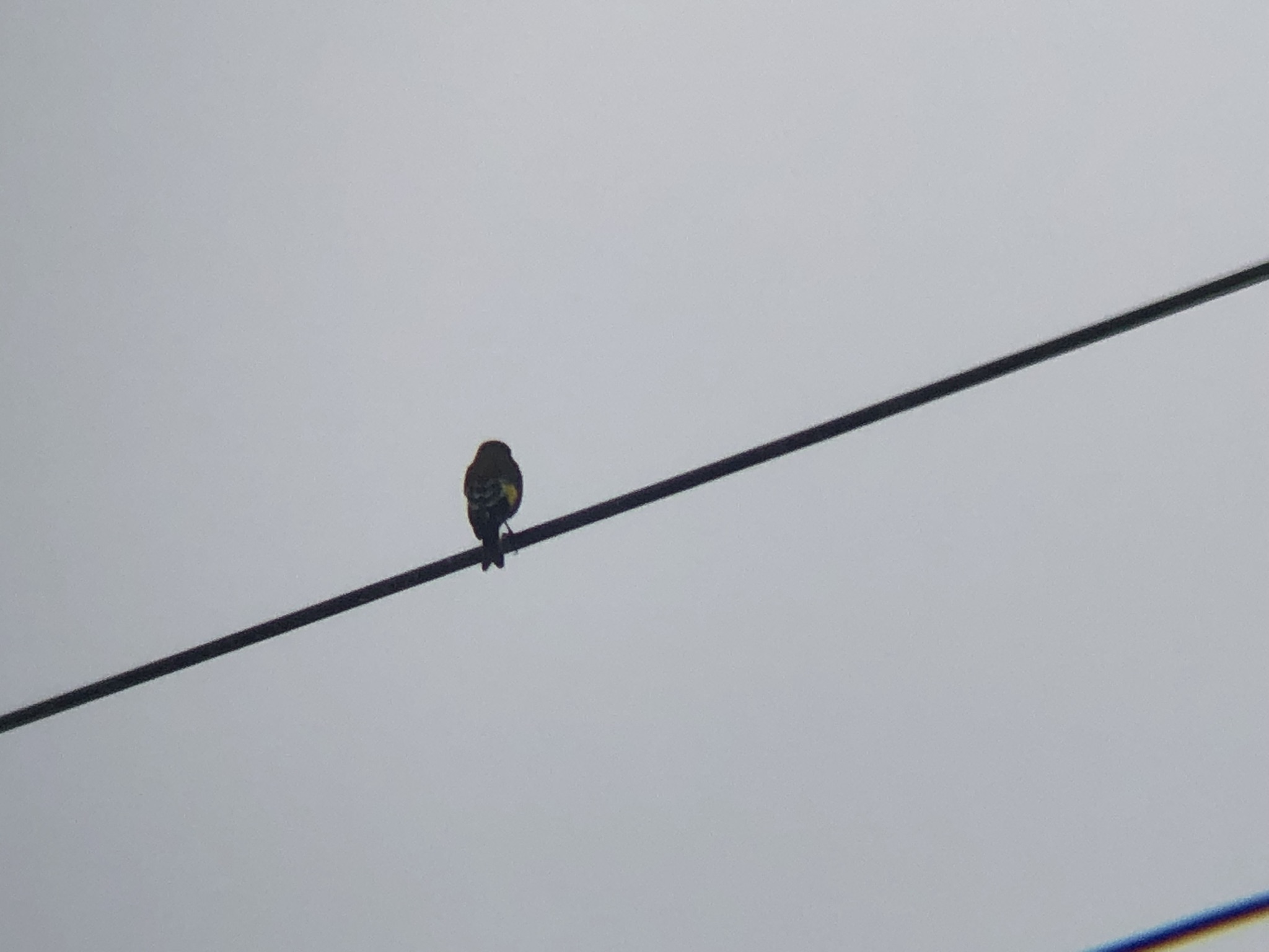 カワラヒワ 高松市牟礼町 3月