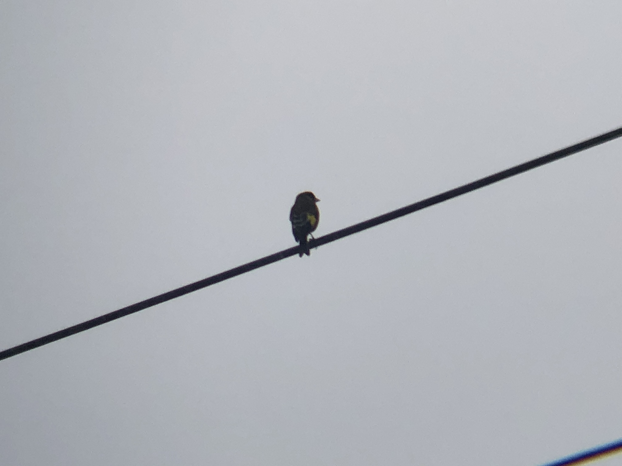 カワラヒワ 高松市牟礼町 3月