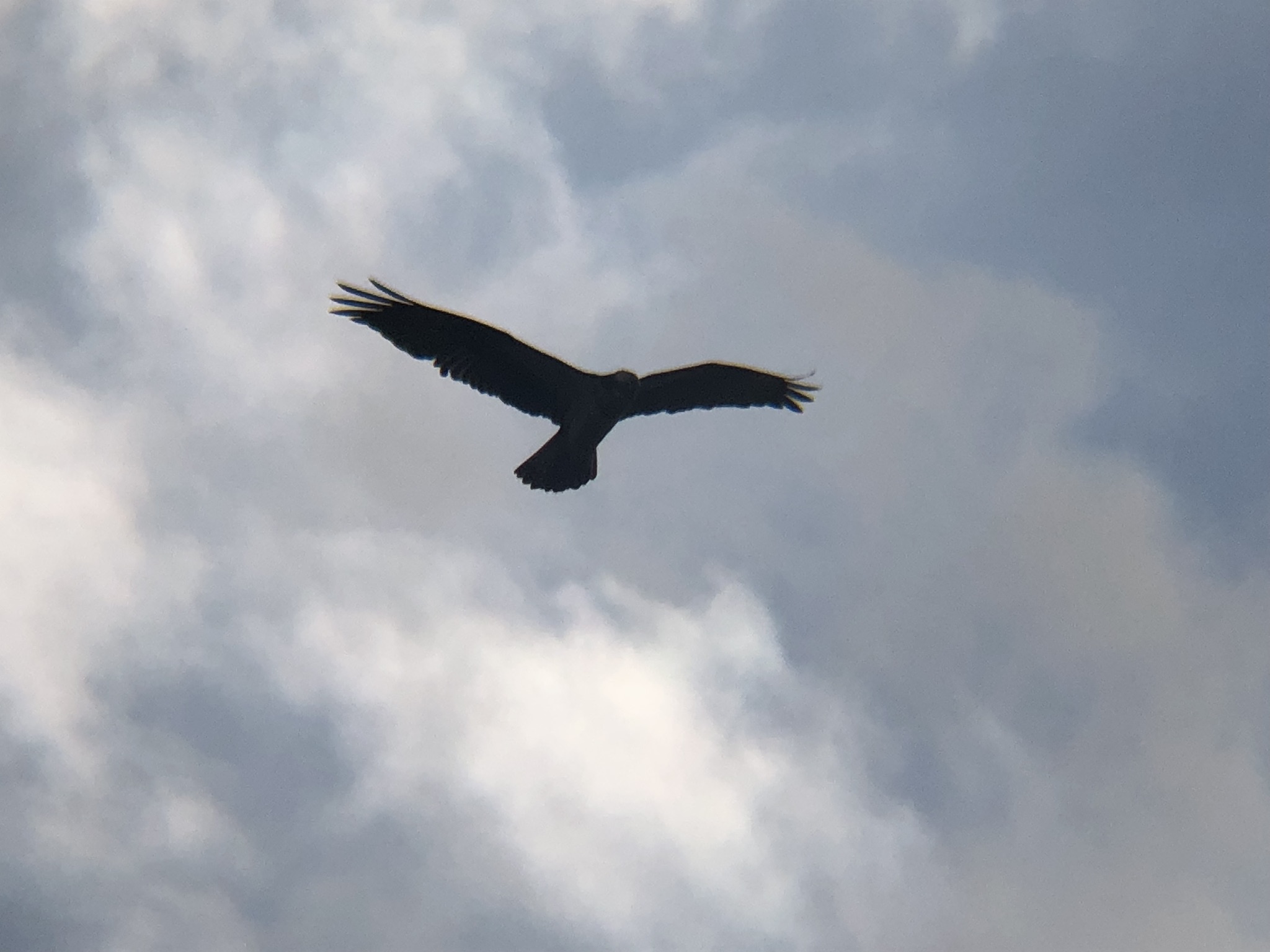 ミサゴ 高松市牟礼町 原 海岸 3月