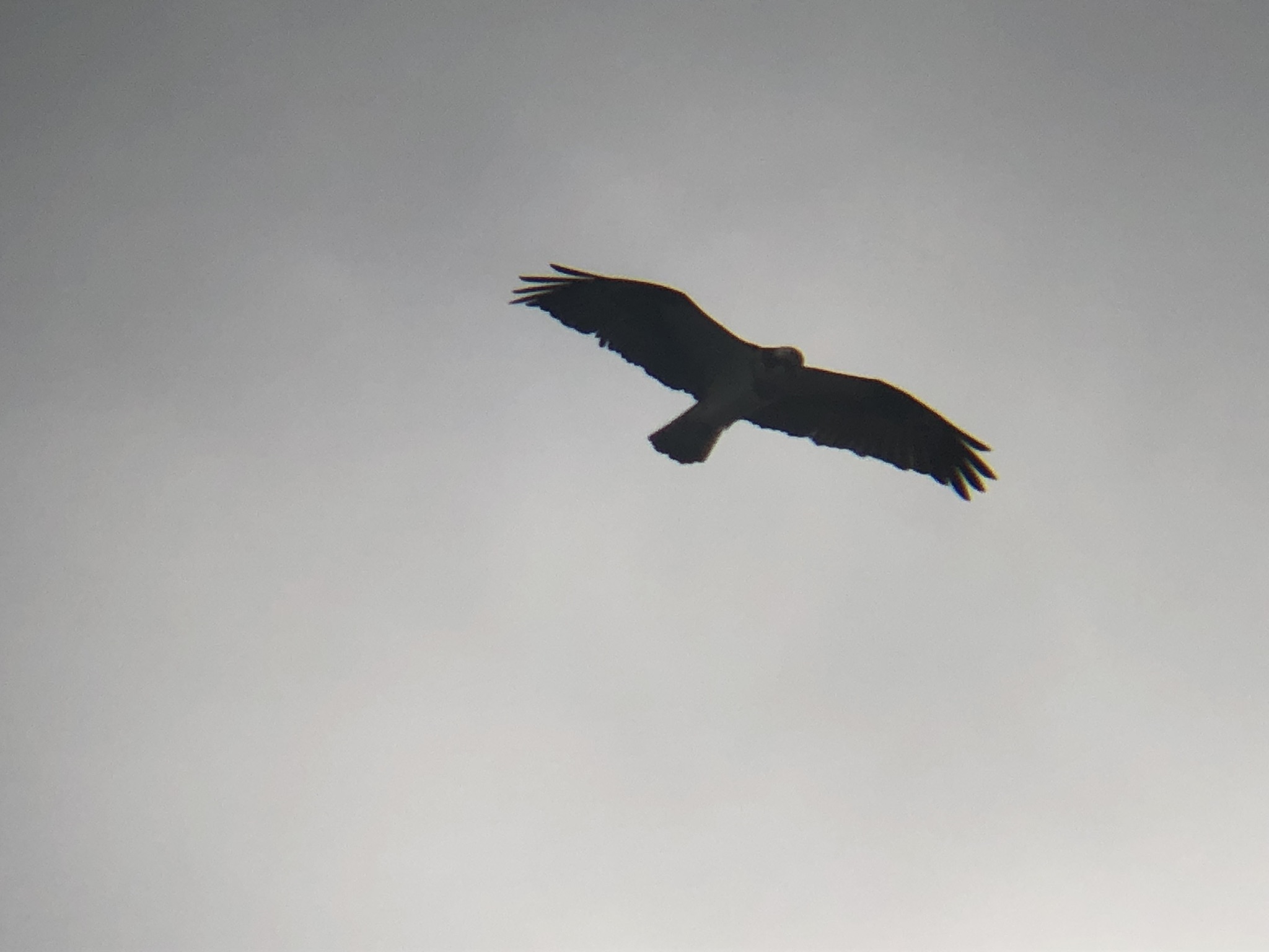 ミサゴ 高松市牟礼町 原 海岸 3月