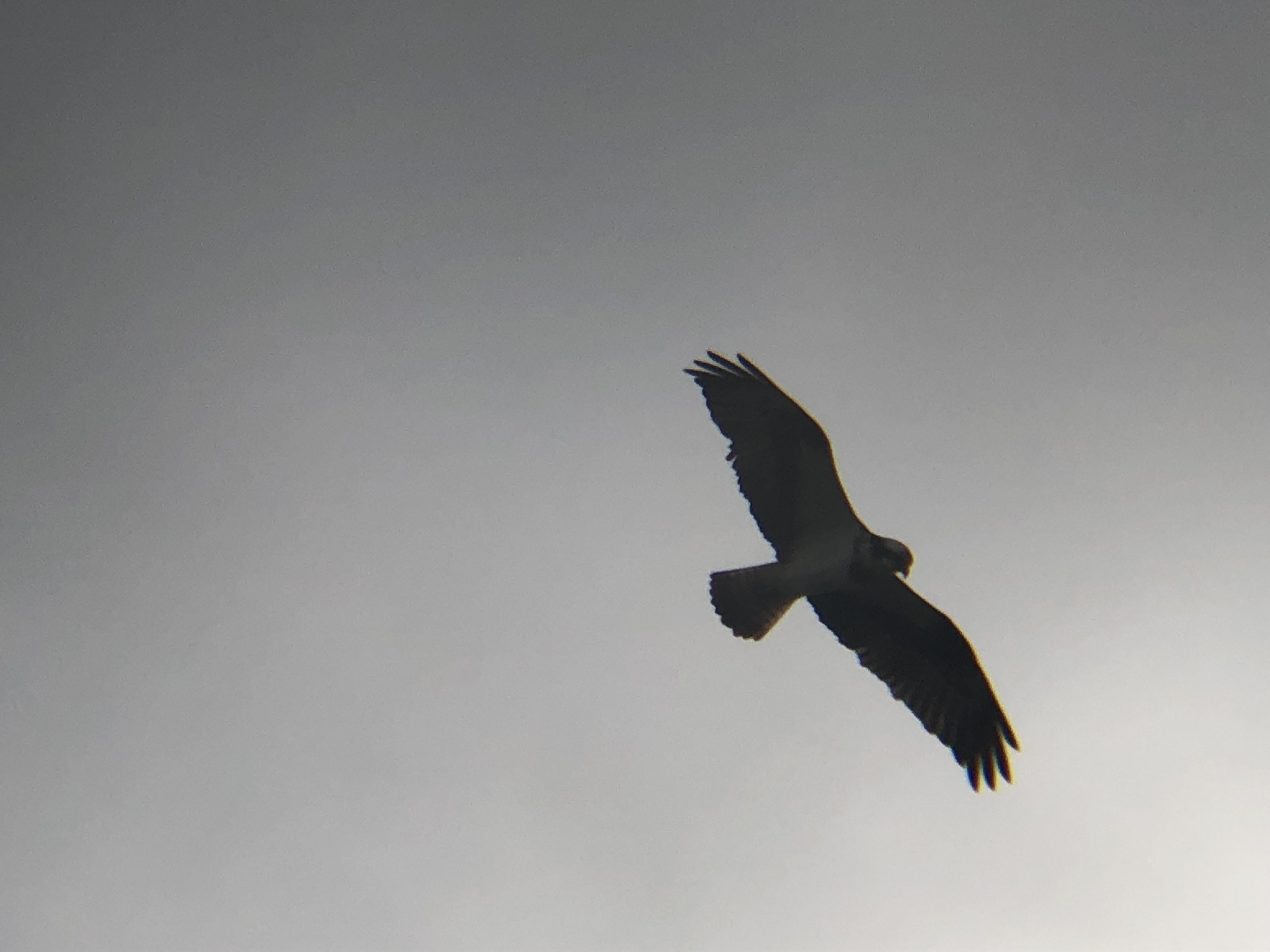 ミサゴ 高松市牟礼町 原 海岸 3月