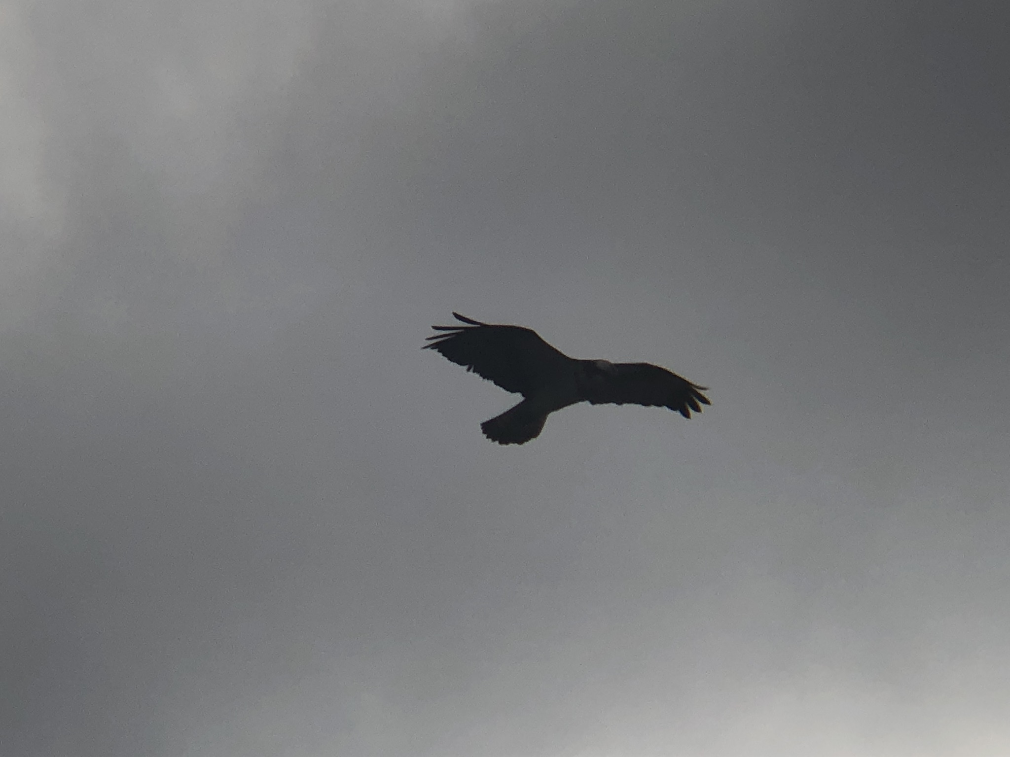 ミサゴ 高松市牟礼町 原 海岸 3月