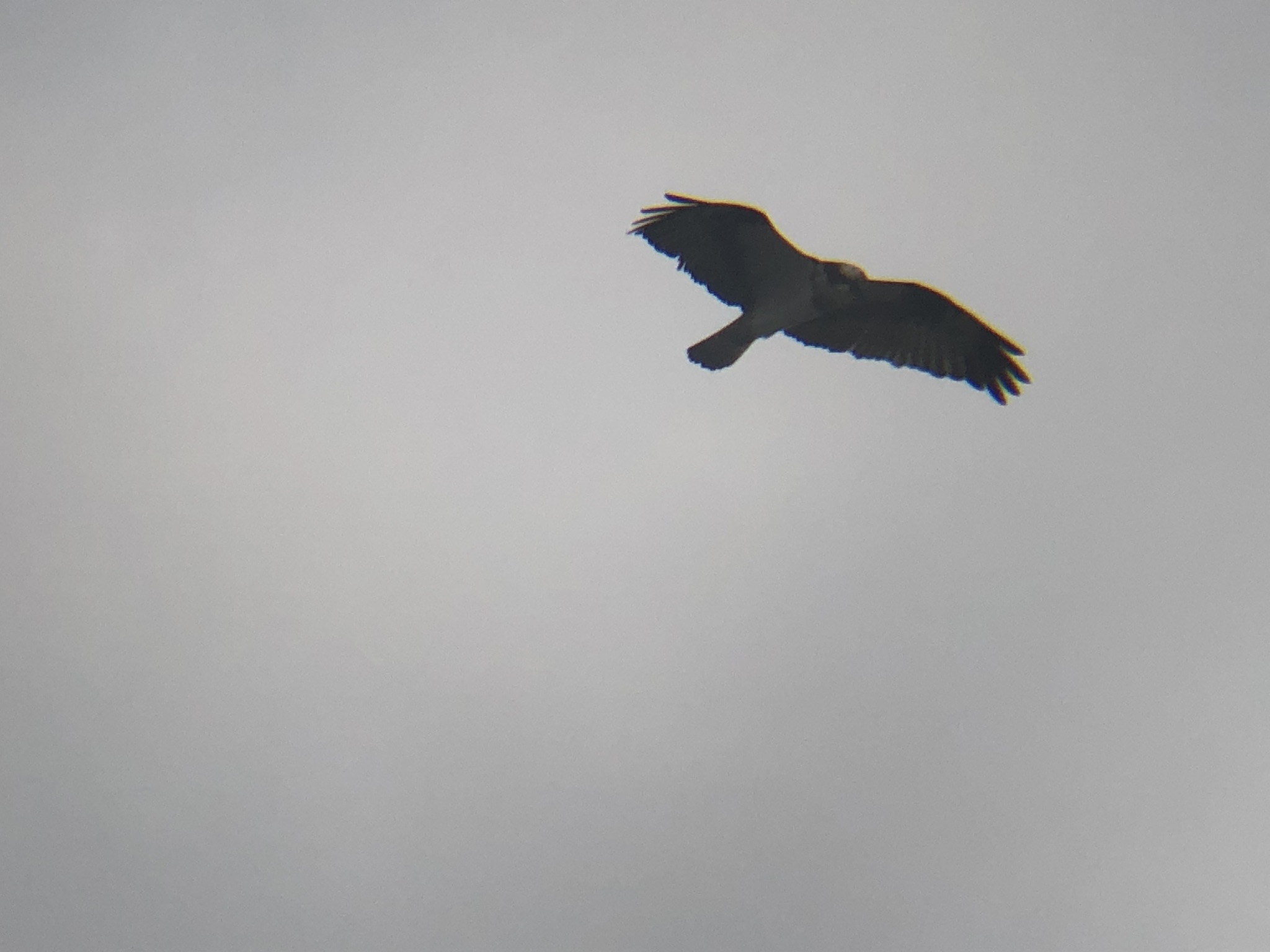ミサゴ 高松市牟礼町 原 海岸 3月