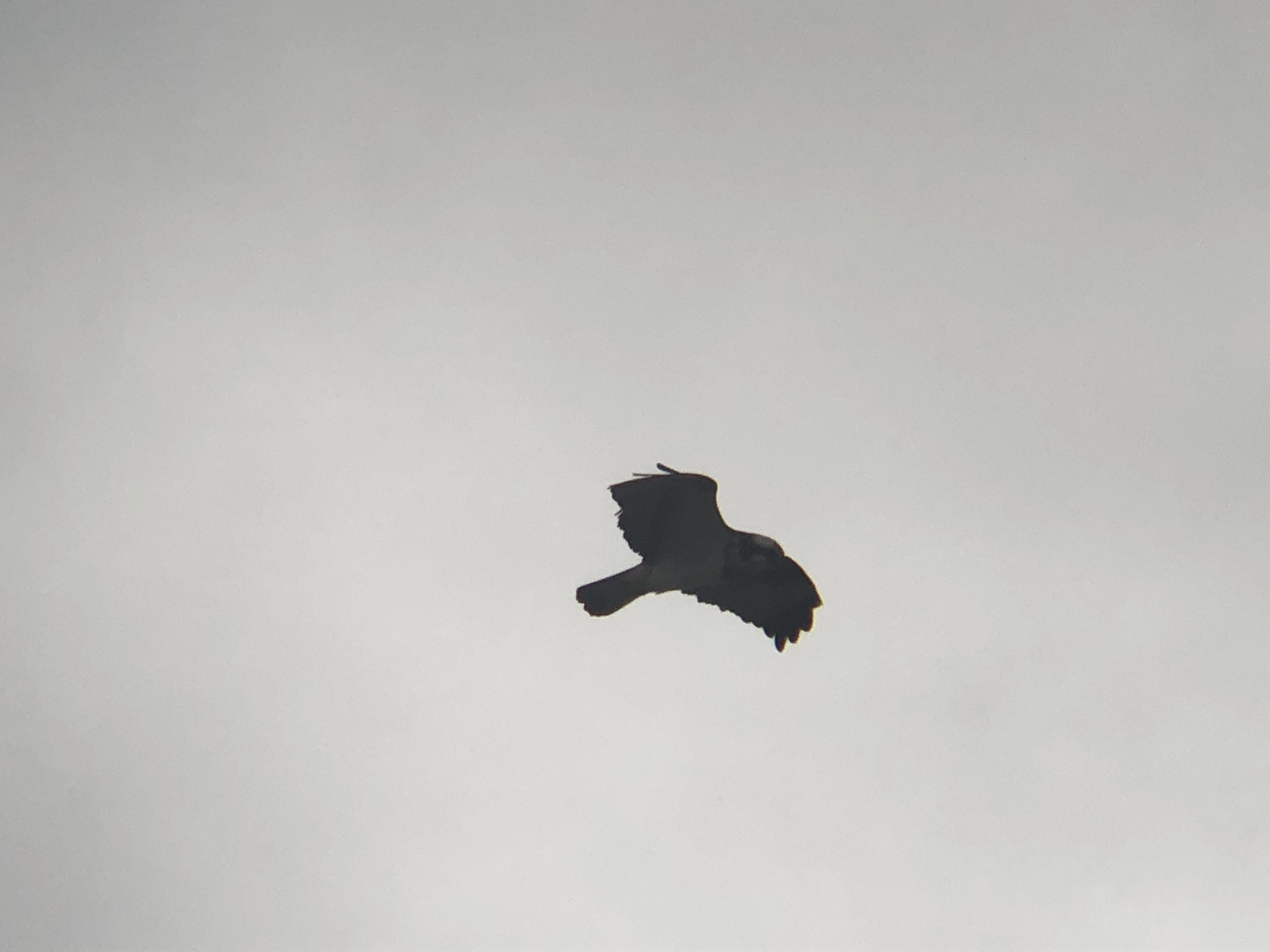 ミサゴ 高松市牟礼町 原 海岸 3月